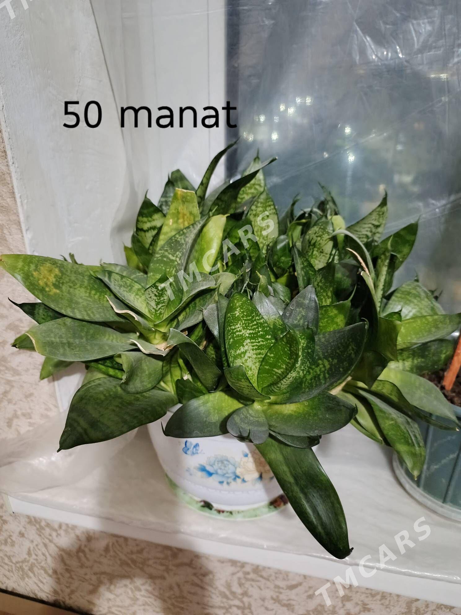 güller, комнатные цветы - Parahat 1 - img 5
