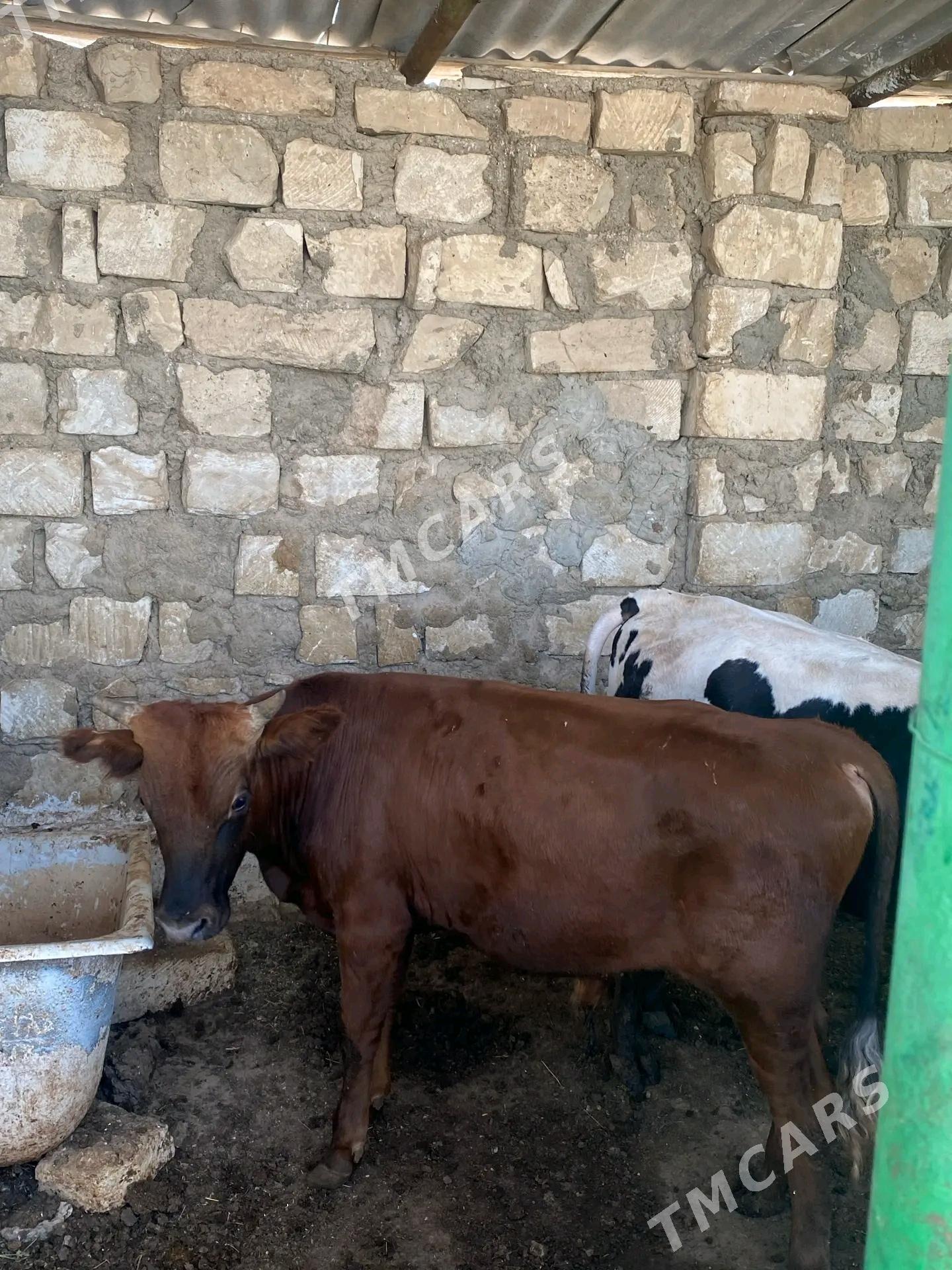 sygyr - Balkanabat - img 1