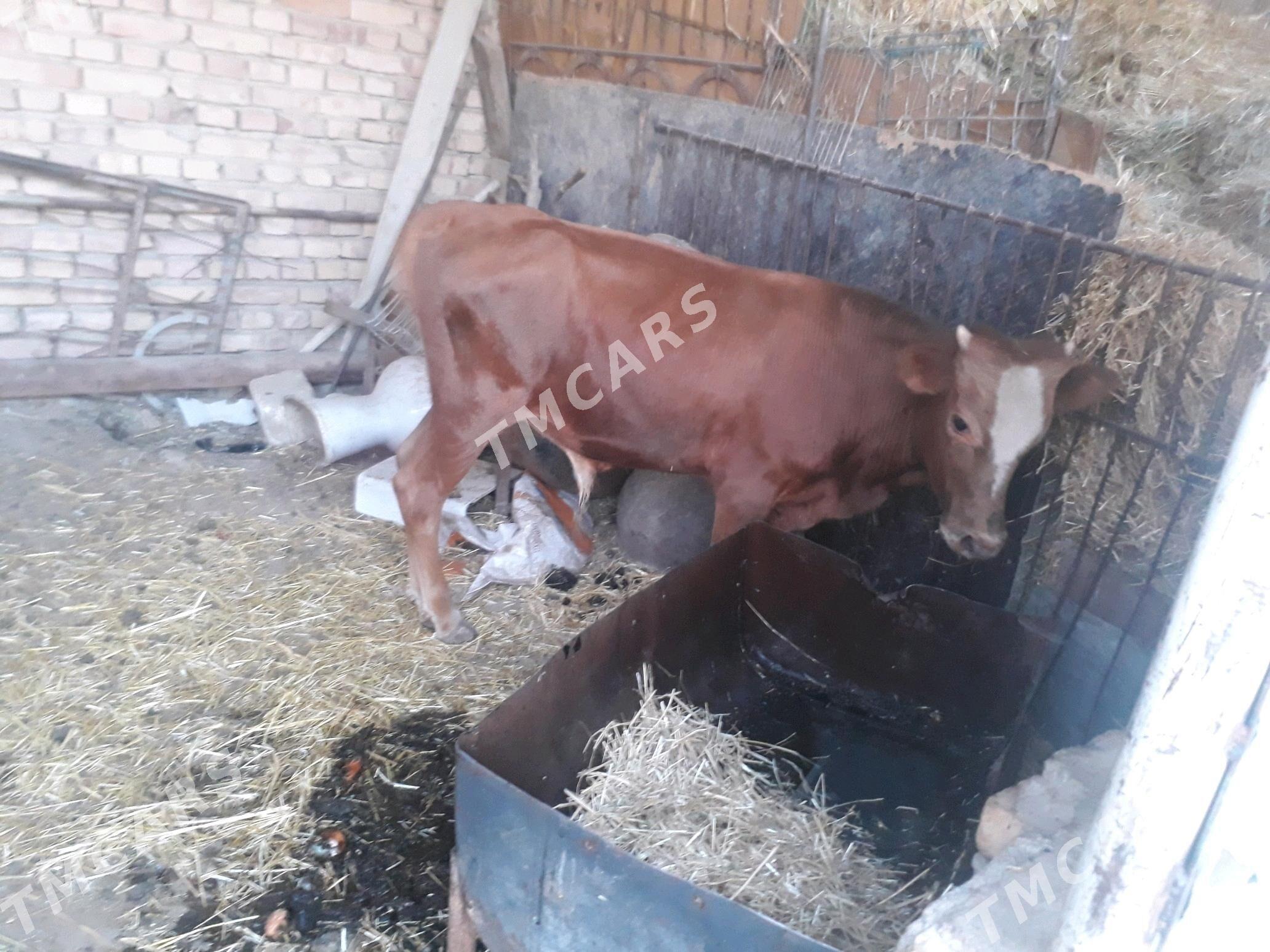 Sygyr - Bereket - img 3