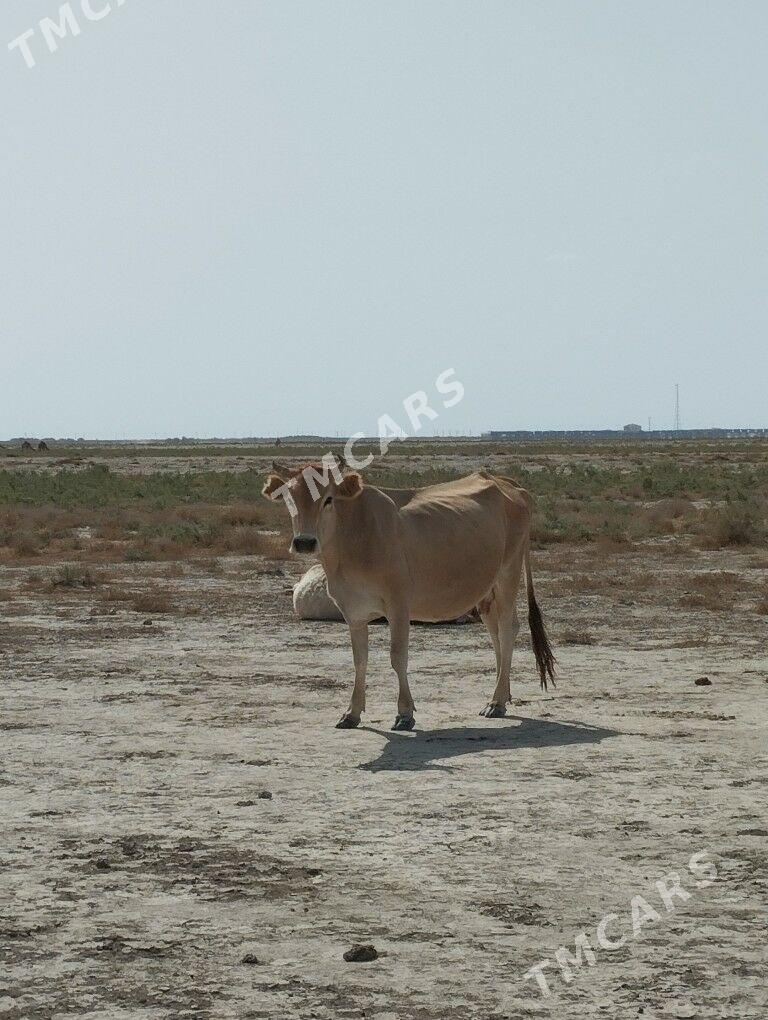 Göleli sygyr - Gumdag - img 3
