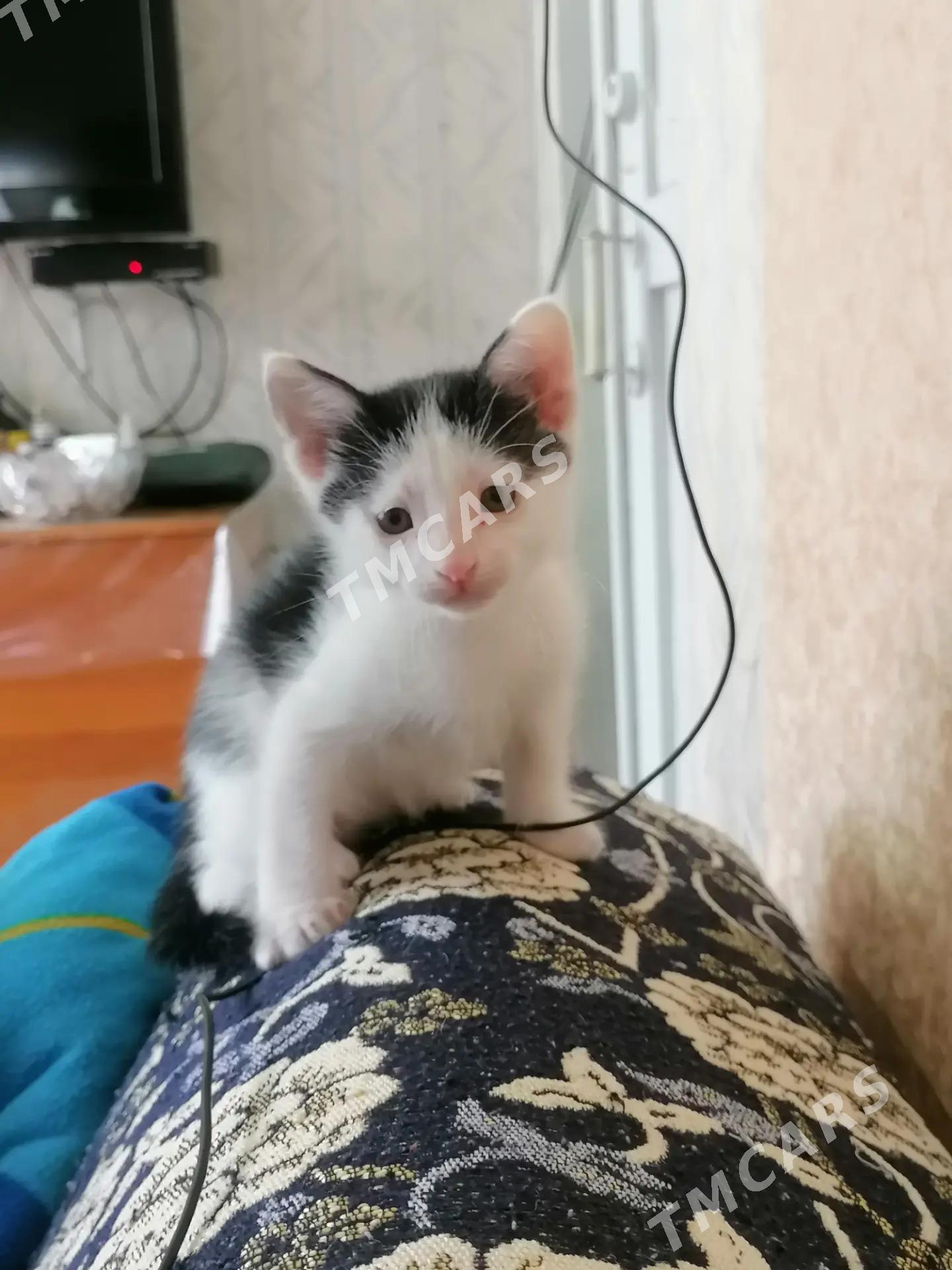 отдадим котят в добрые руки - Туркменабат - img 2