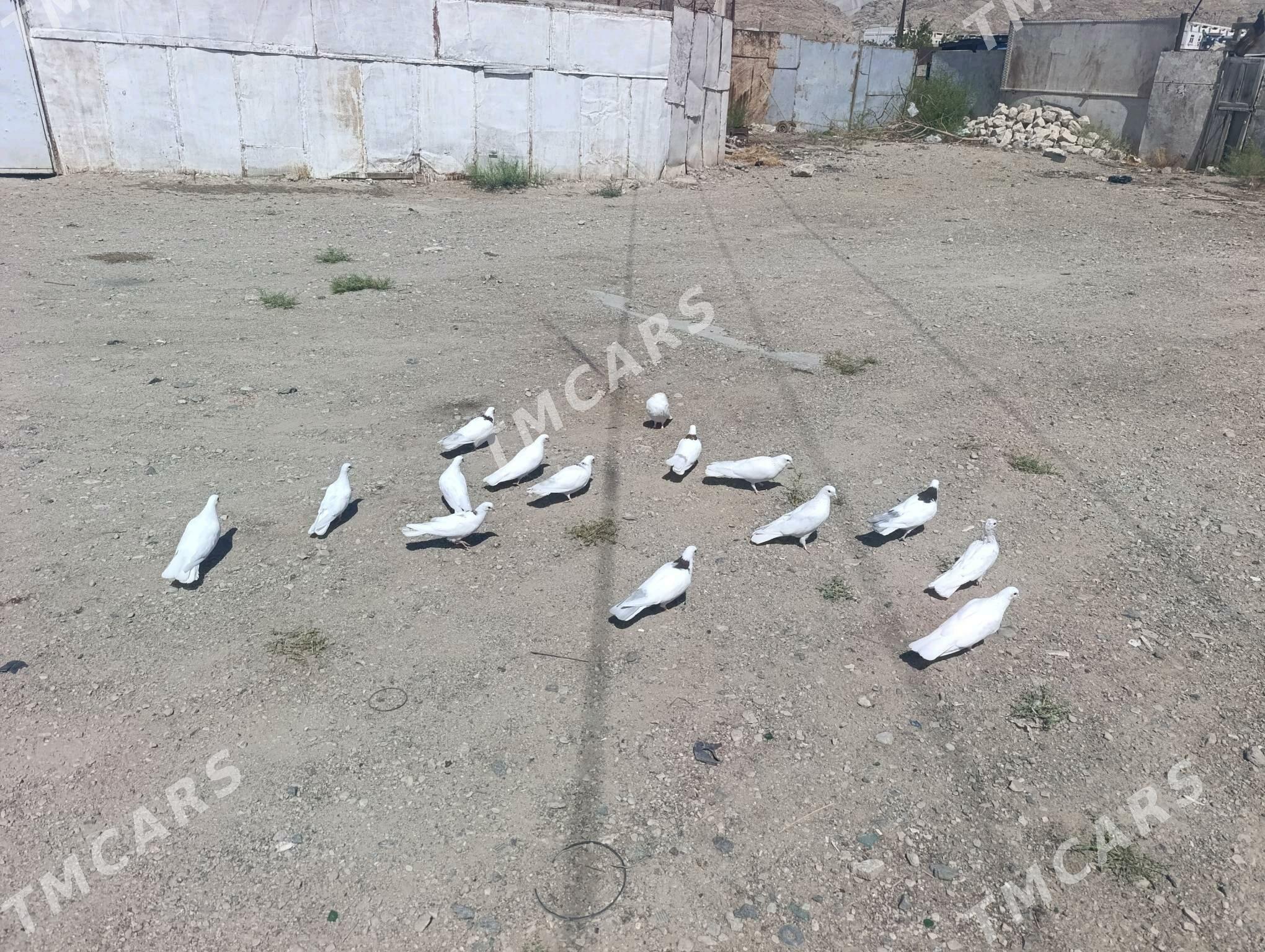 Kepderi - Türkmenbaşy - img 1