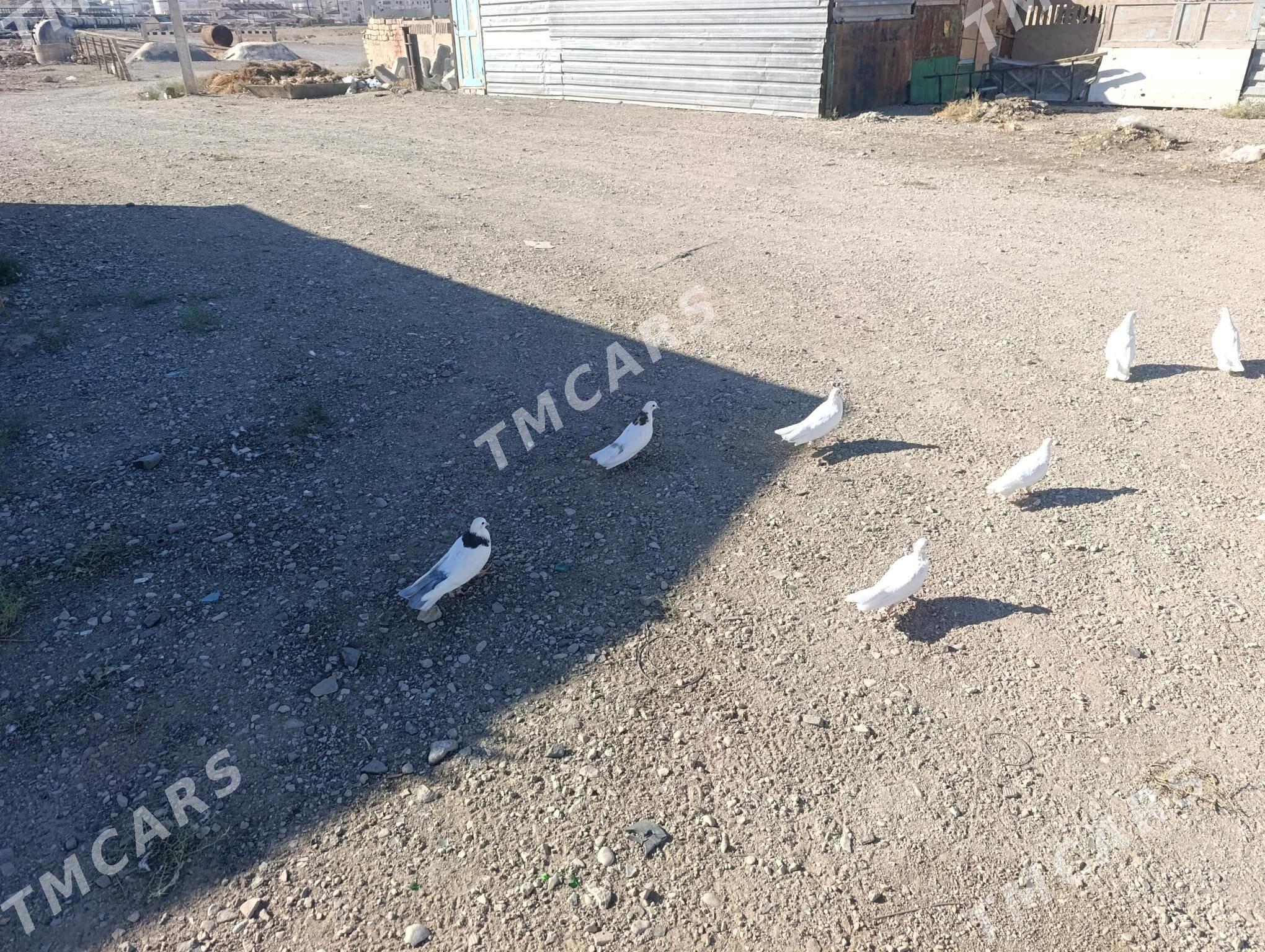 Kepderi - Türkmenbaşy - img 6