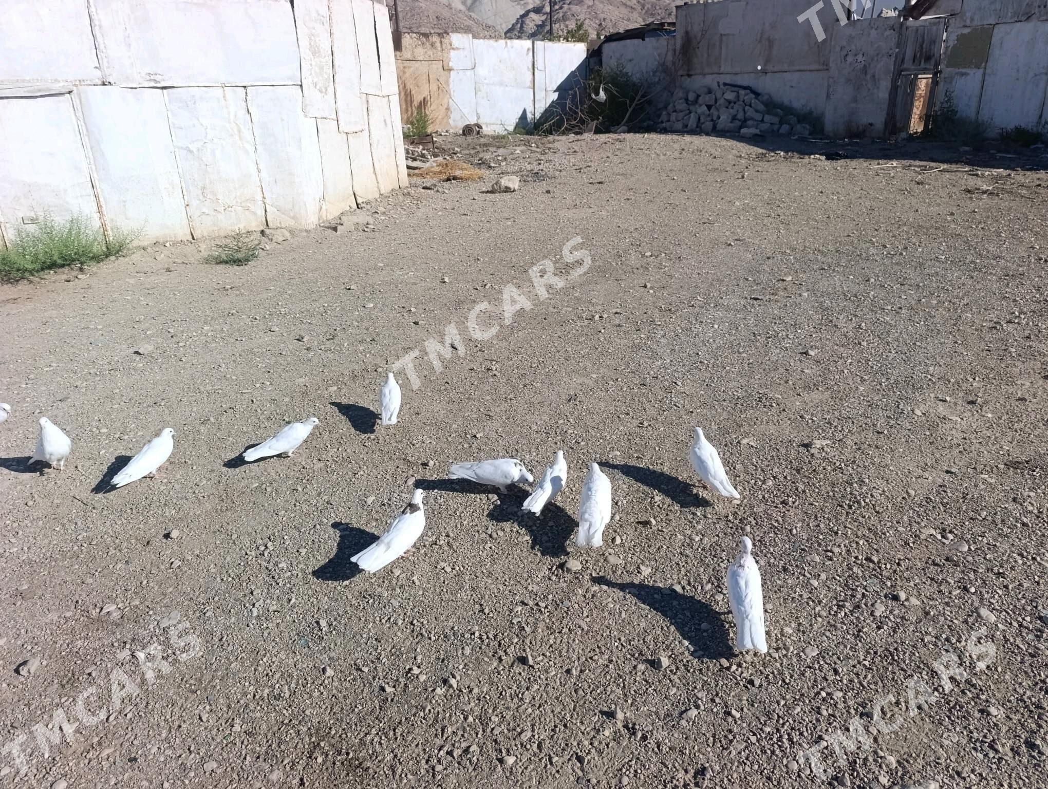 Kepderi - Türkmenbaşy - img 4