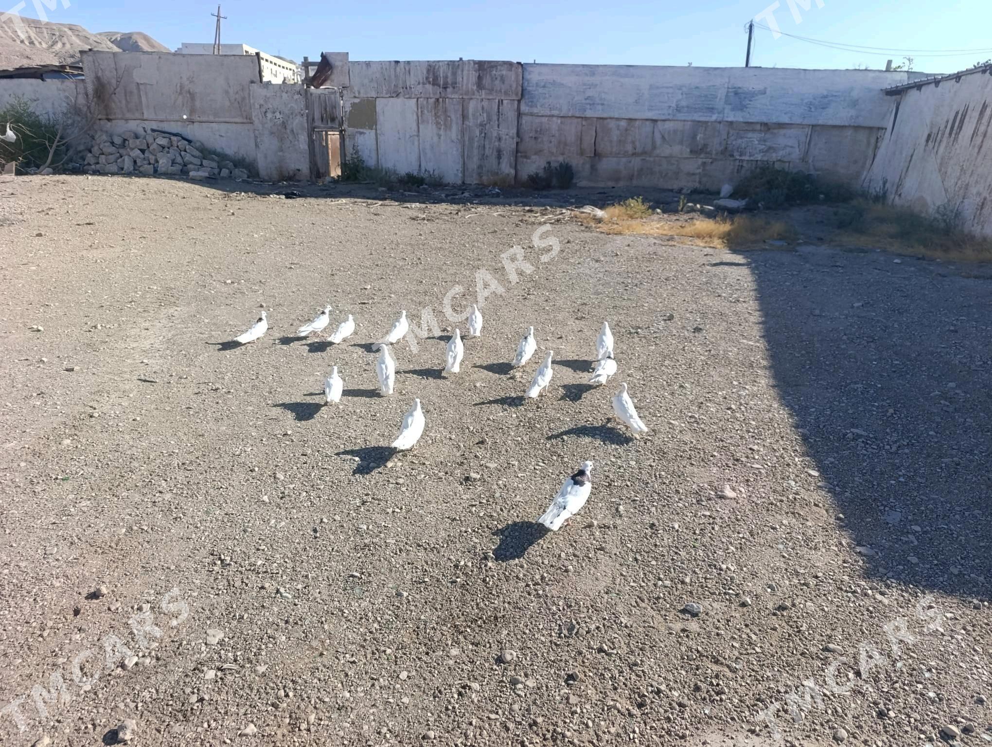 Kepderi - Türkmenbaşy - img 7