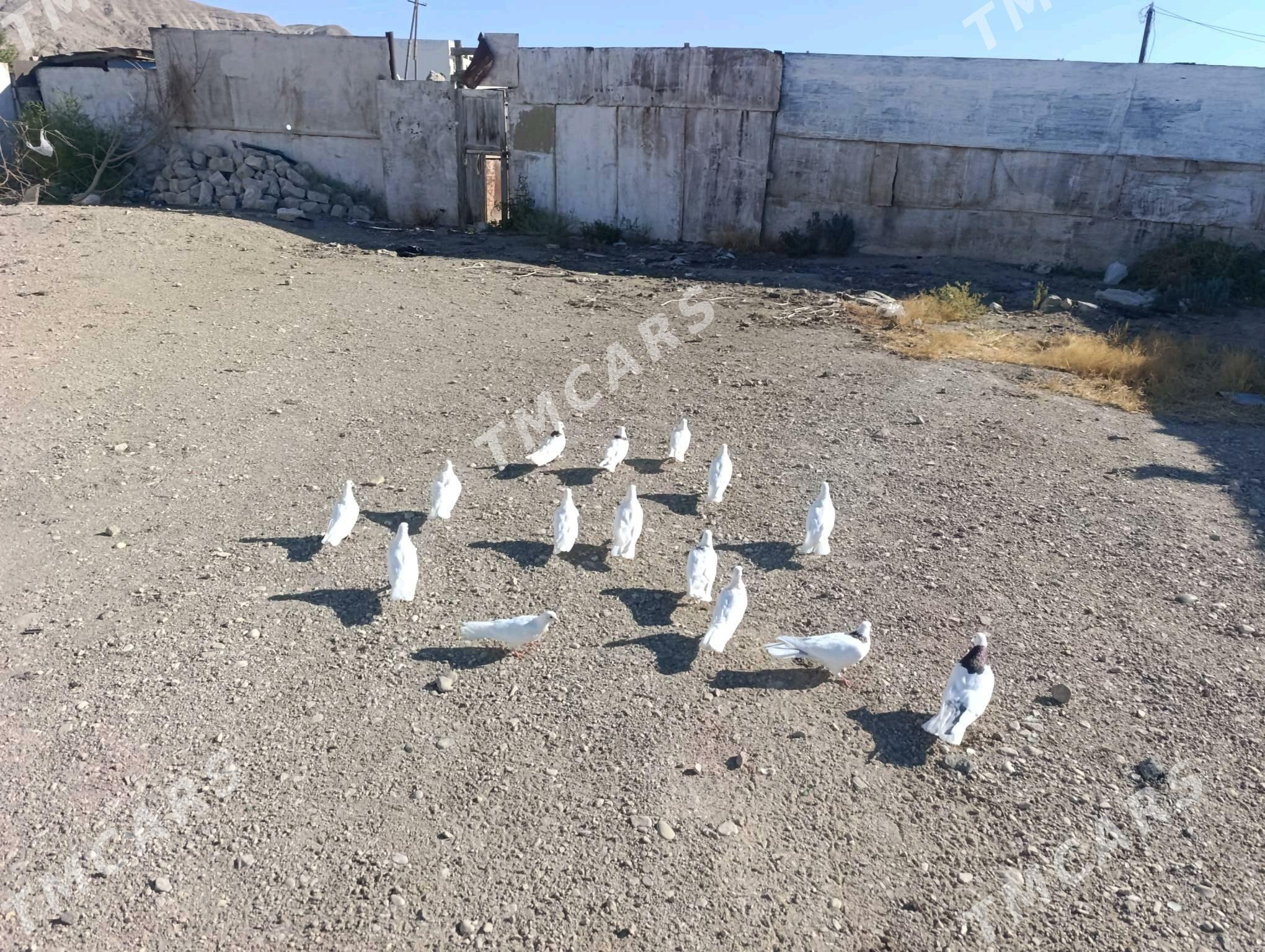 Kepderi - Türkmenbaşy - img 5