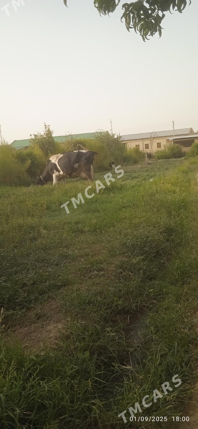 galyşteýin teze dogan - Dänew - img 3