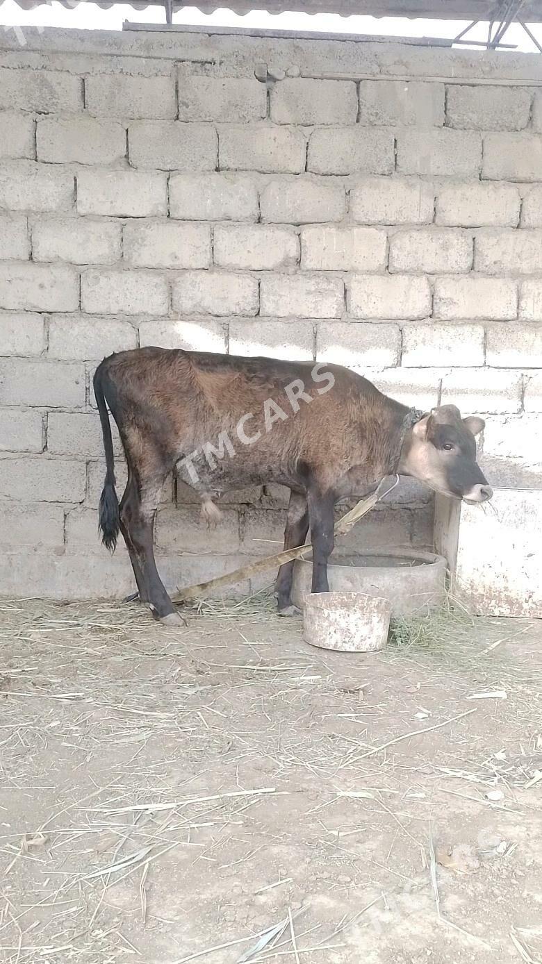 öküzçe - Ýaşlyk - img 1