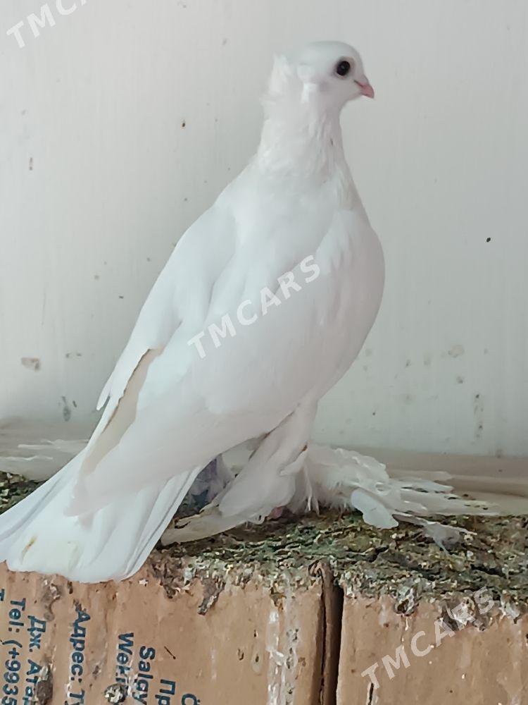 kepderi - Mary - img 1