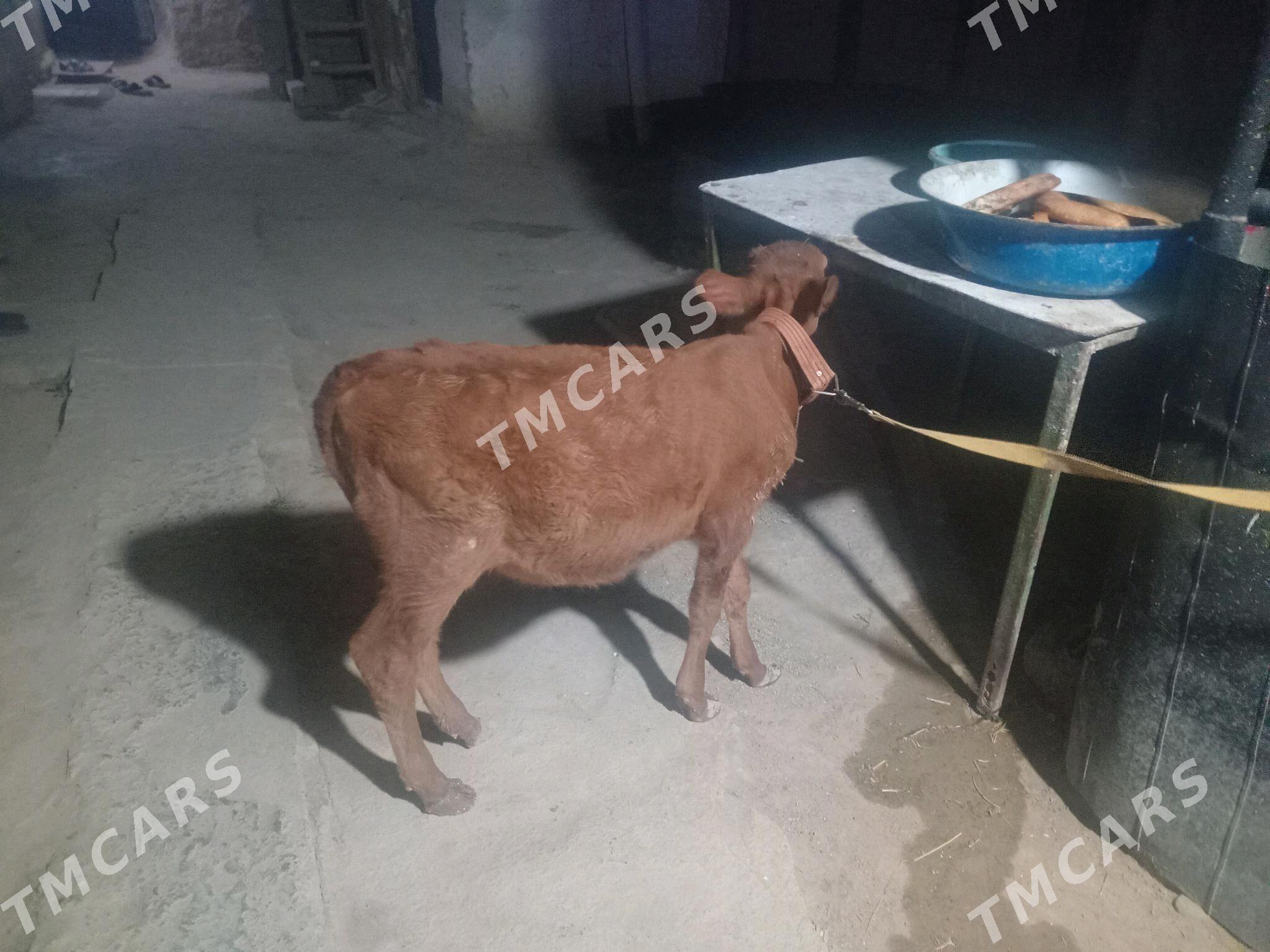 tüwe - Ашхабад - img 1