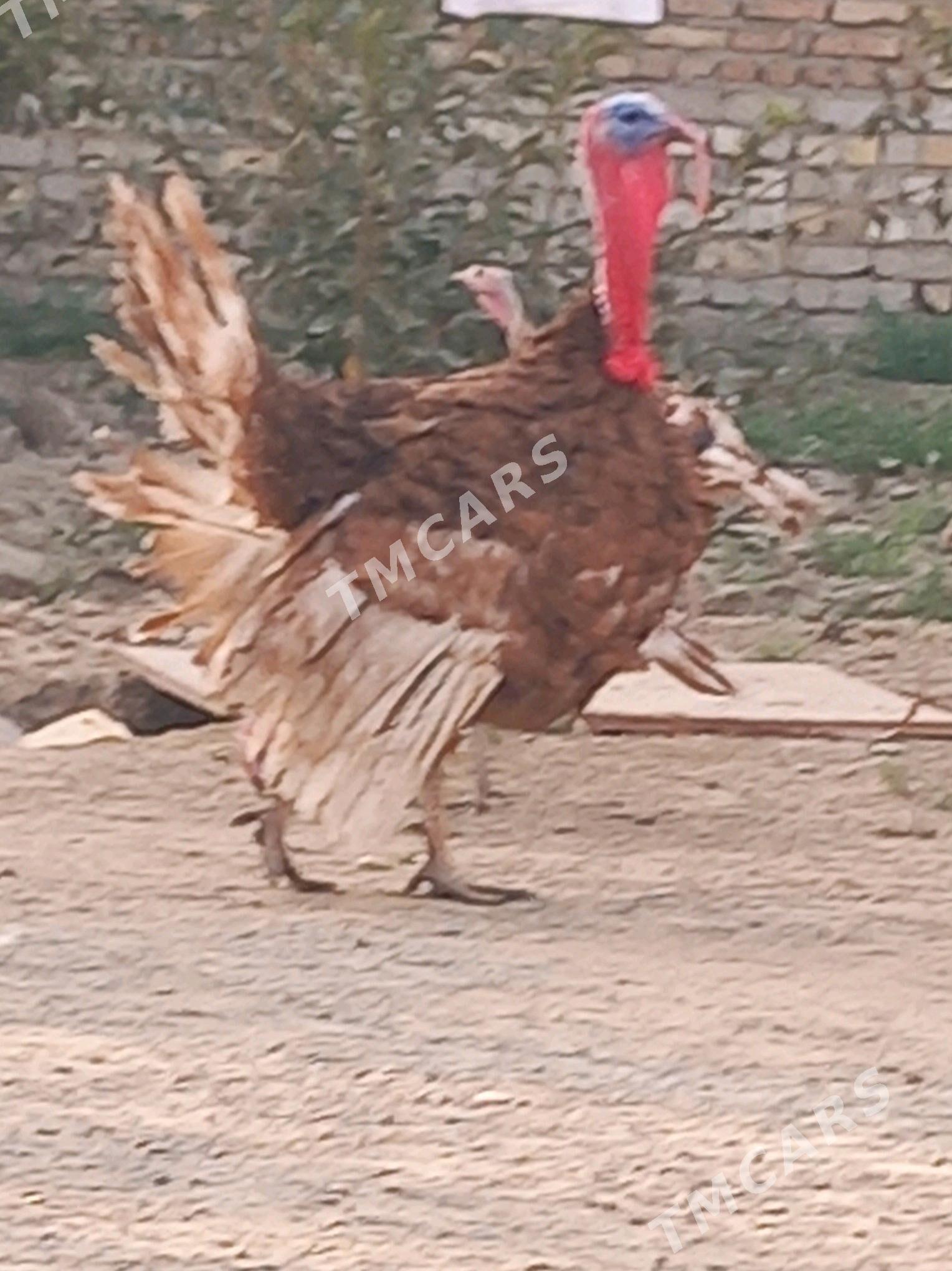 induk owgan paroda - Kaka - img 1
