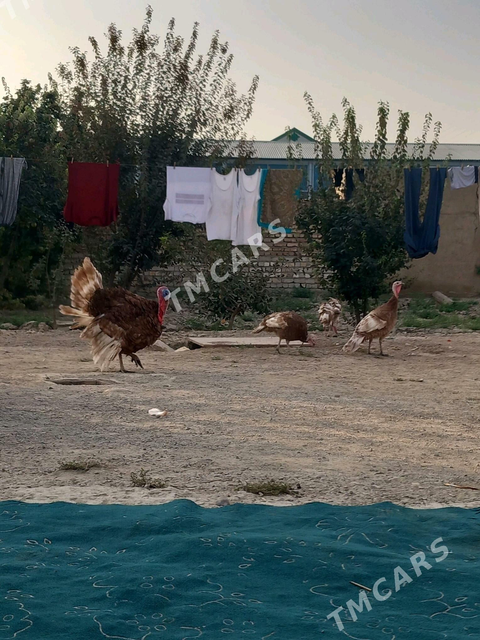 induk owgan paroda - Kaka - img 2