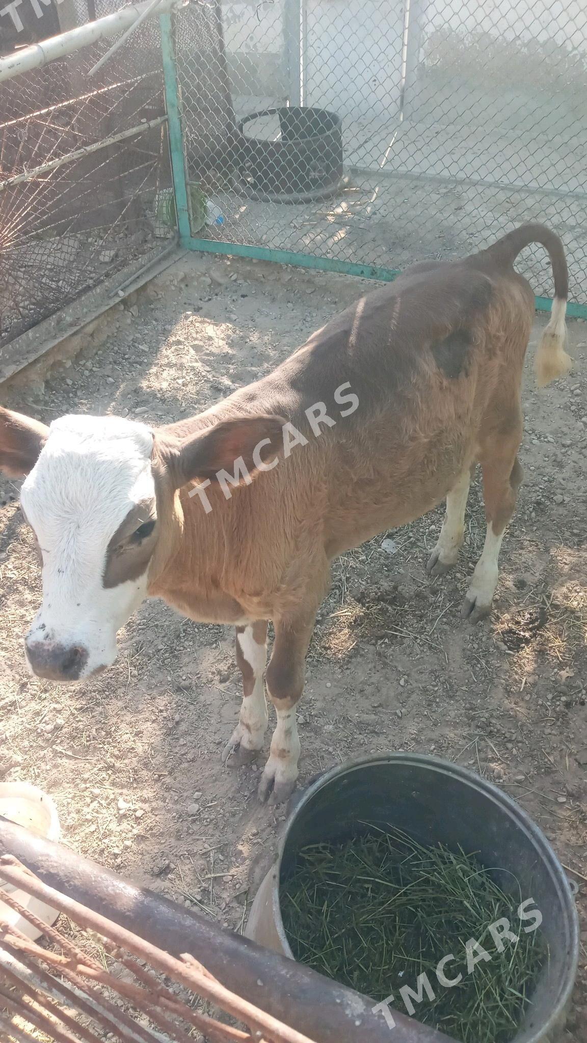 Gacar - Balkanabat - img 2