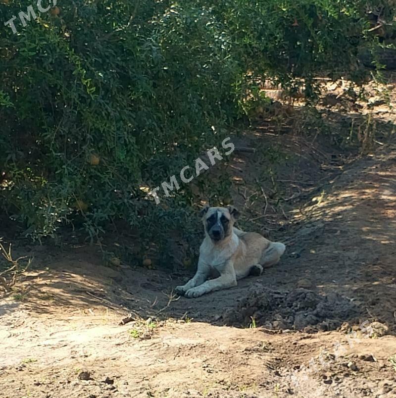 ÇOPAN GUJUK - Türkmenabat - img 1