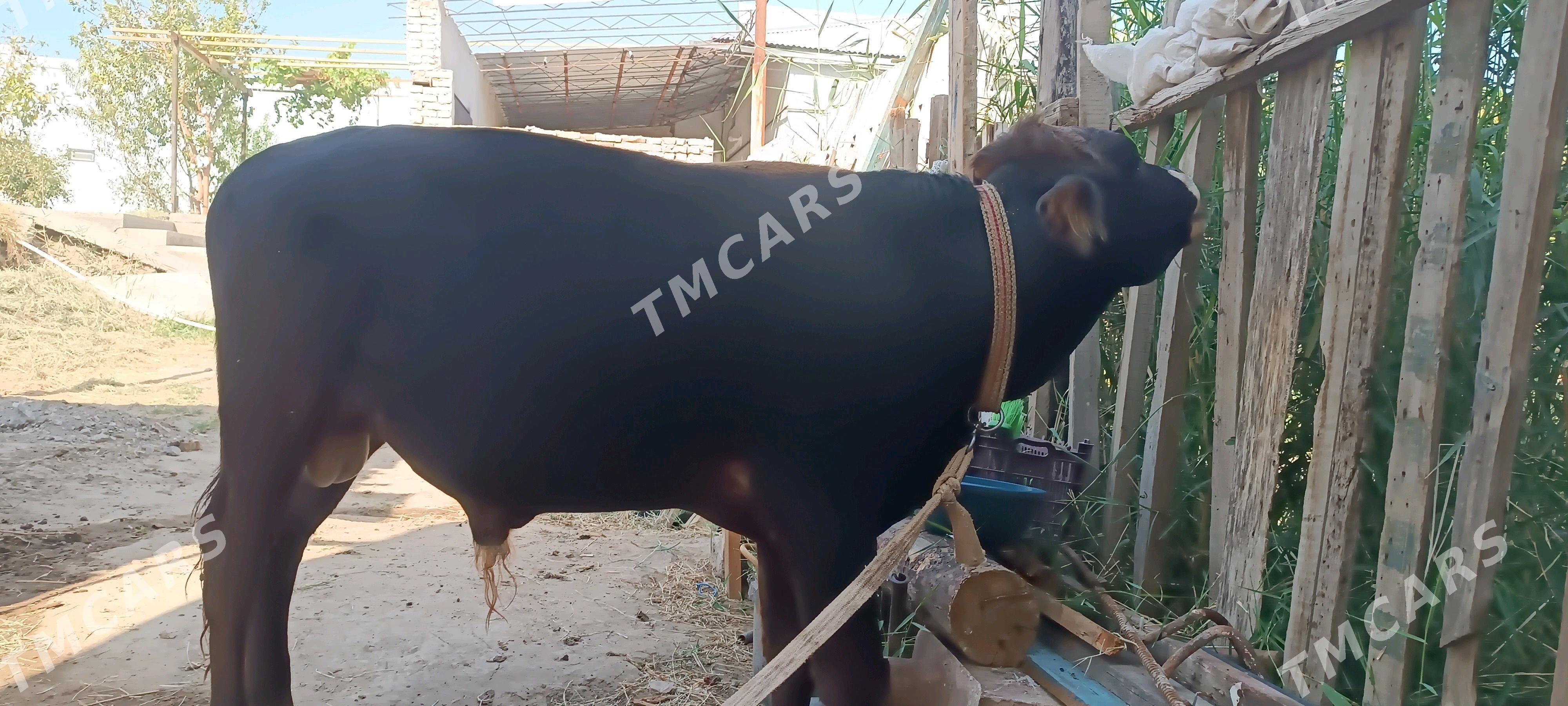 arassa shwet - Türkmenabat - img 2