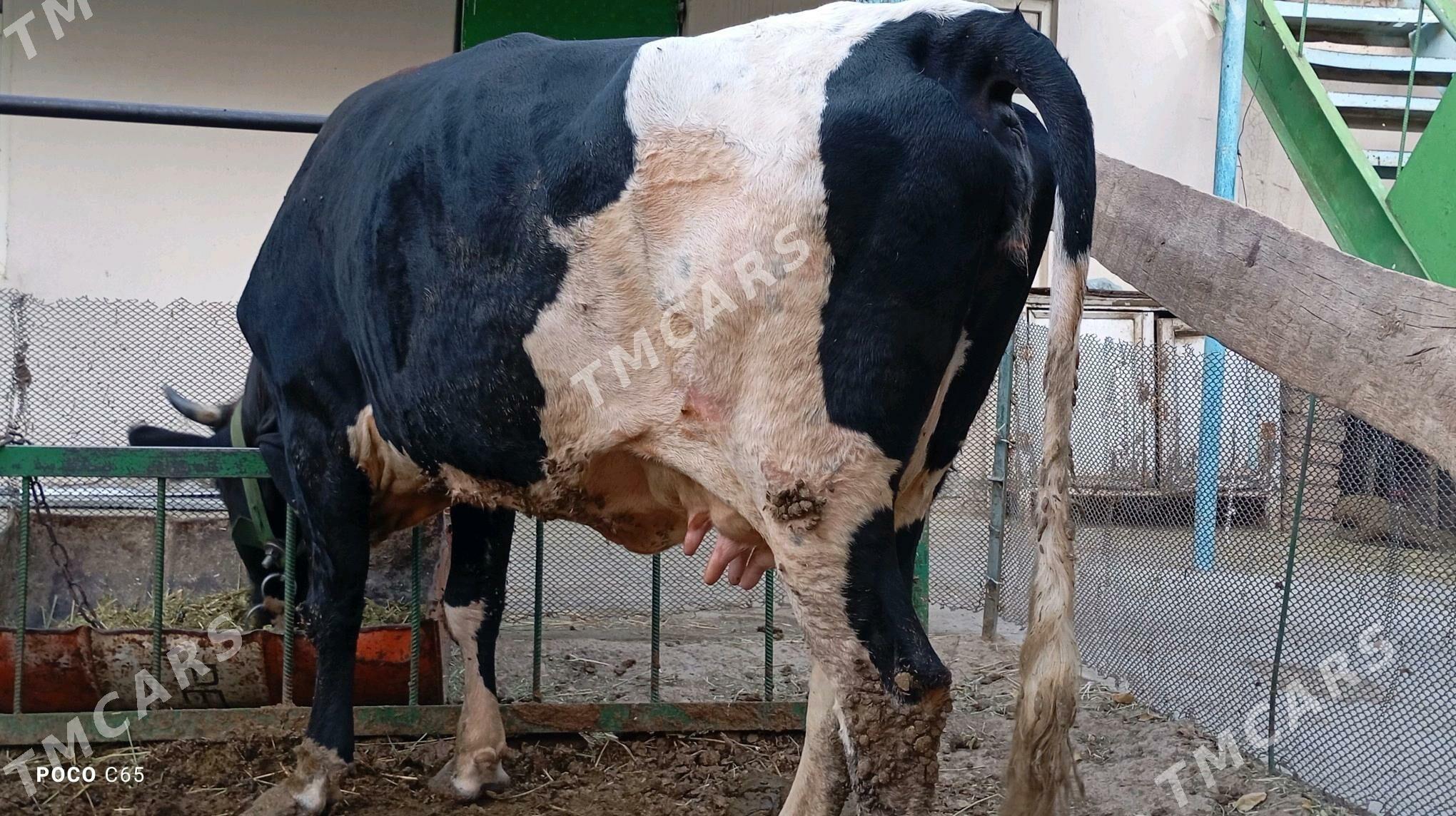 sygyr goleli - Çoganly - img 2