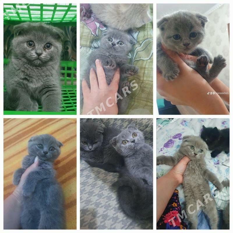 Шотландские котята - Ашхабад - img 3