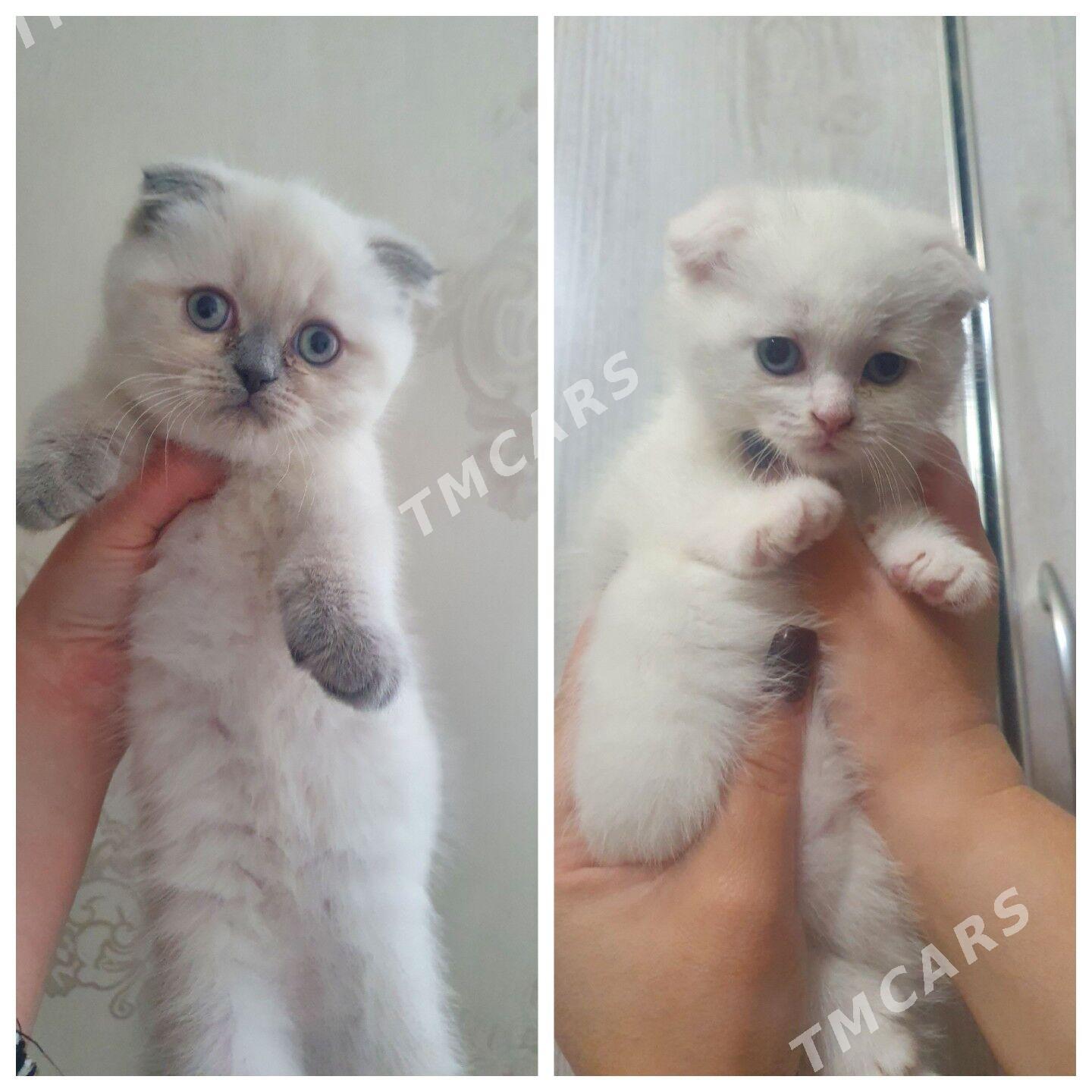 Шотландские котята - Ашхабад - img 2