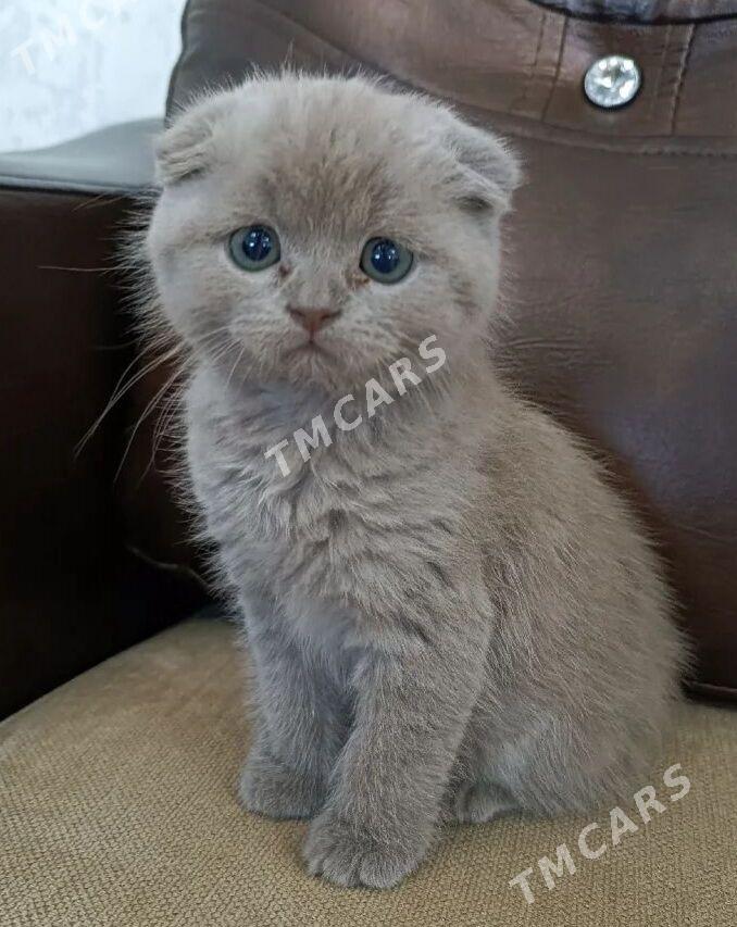 Шотландские котята - Ашхабад - img 5