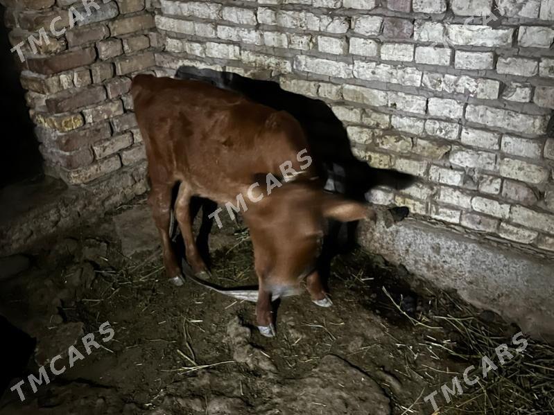 Goleli sygyr - Wekilbazar - img 4
