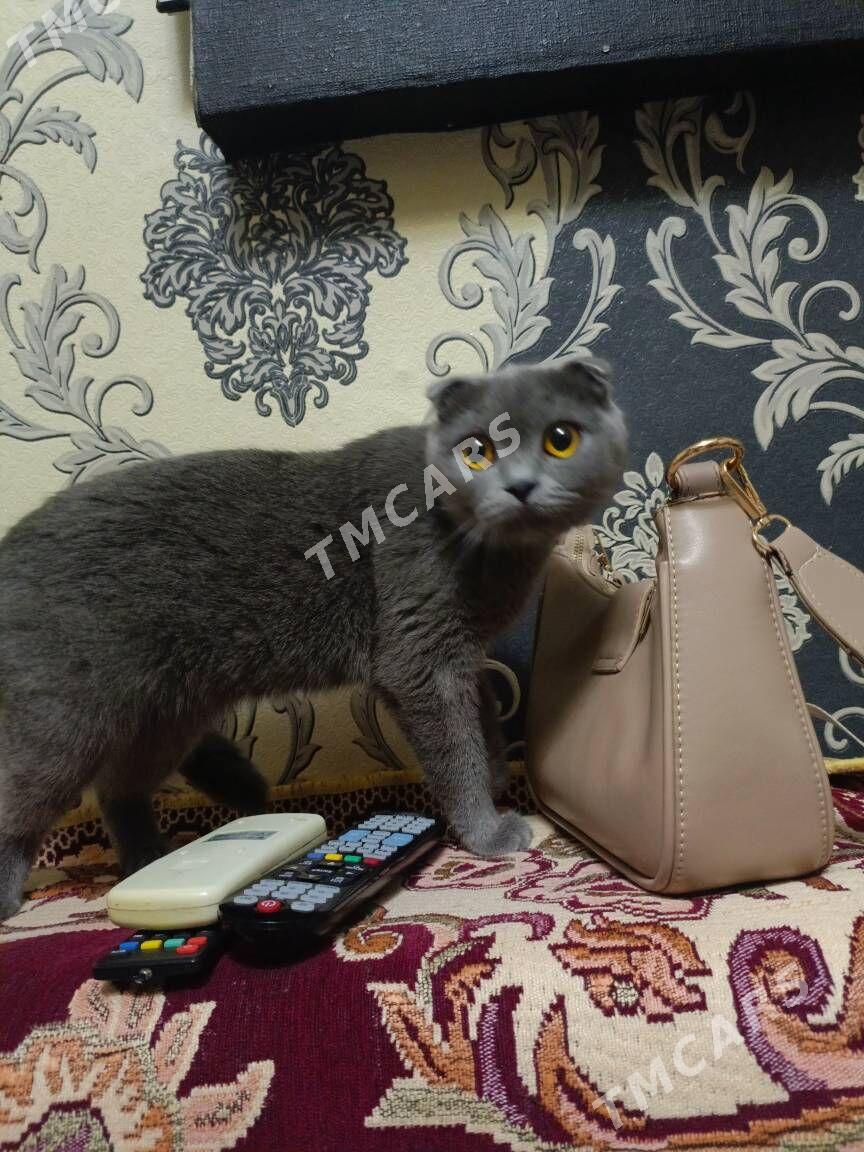 кошка - Mary - img 2