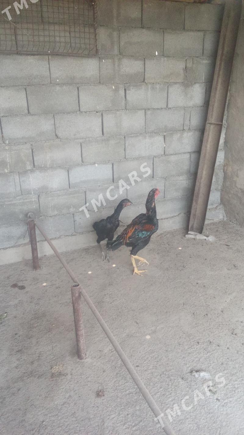 tasgent - Aşgabat - img 2