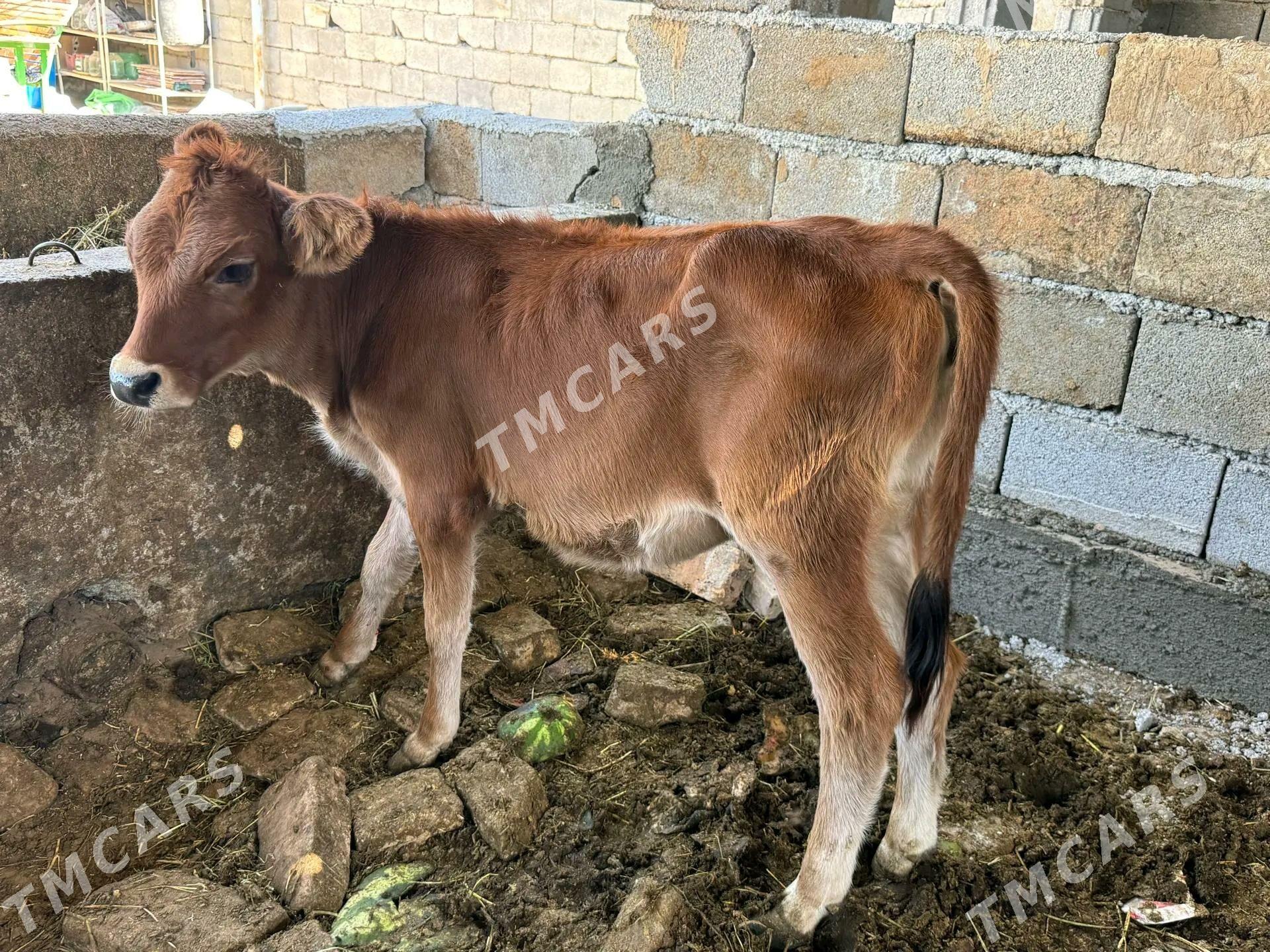 Ökûz Tûwe - Çoganly - img 3