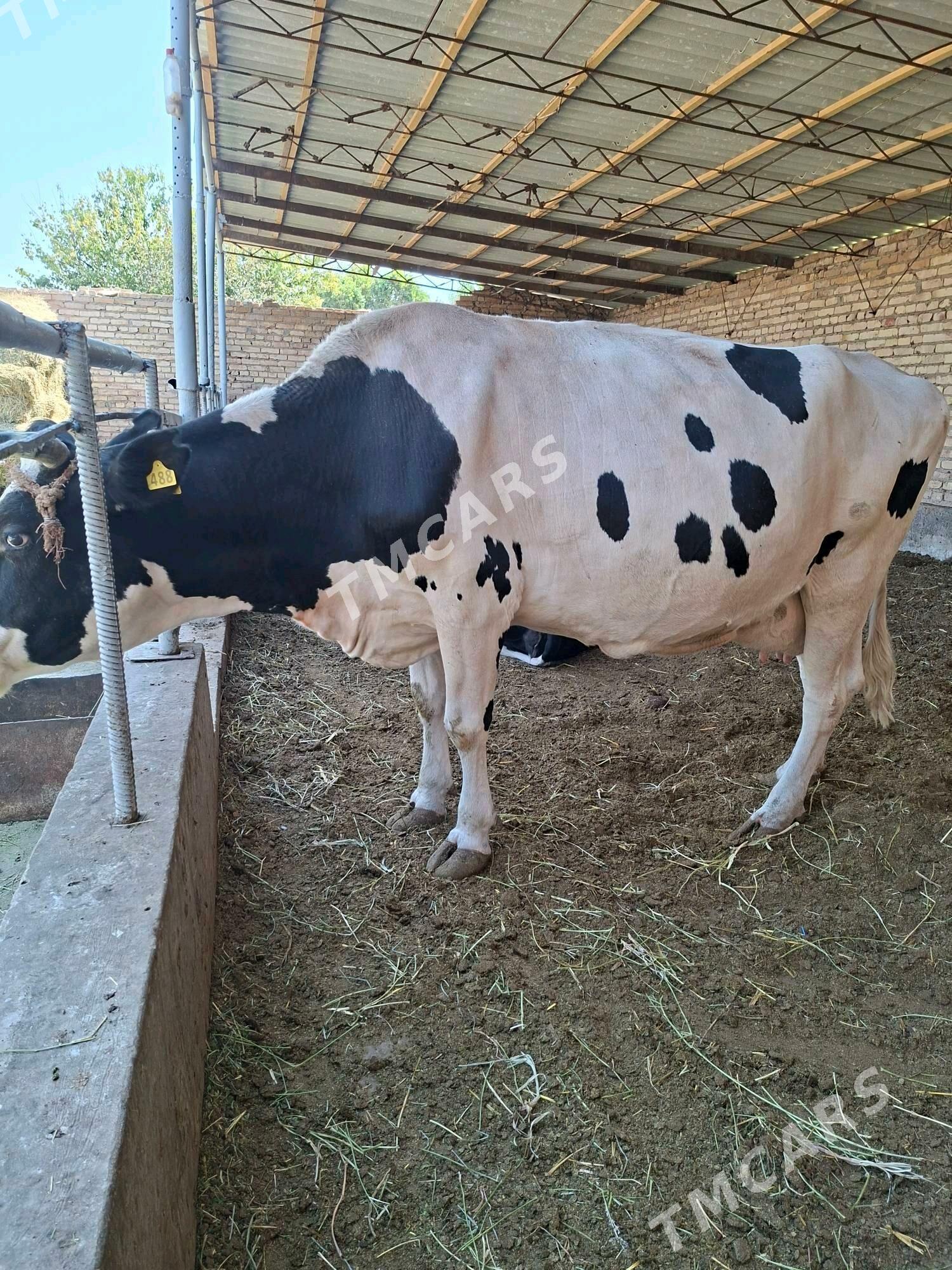 çerny pÿest sygyrlar - Çärjew - img 2