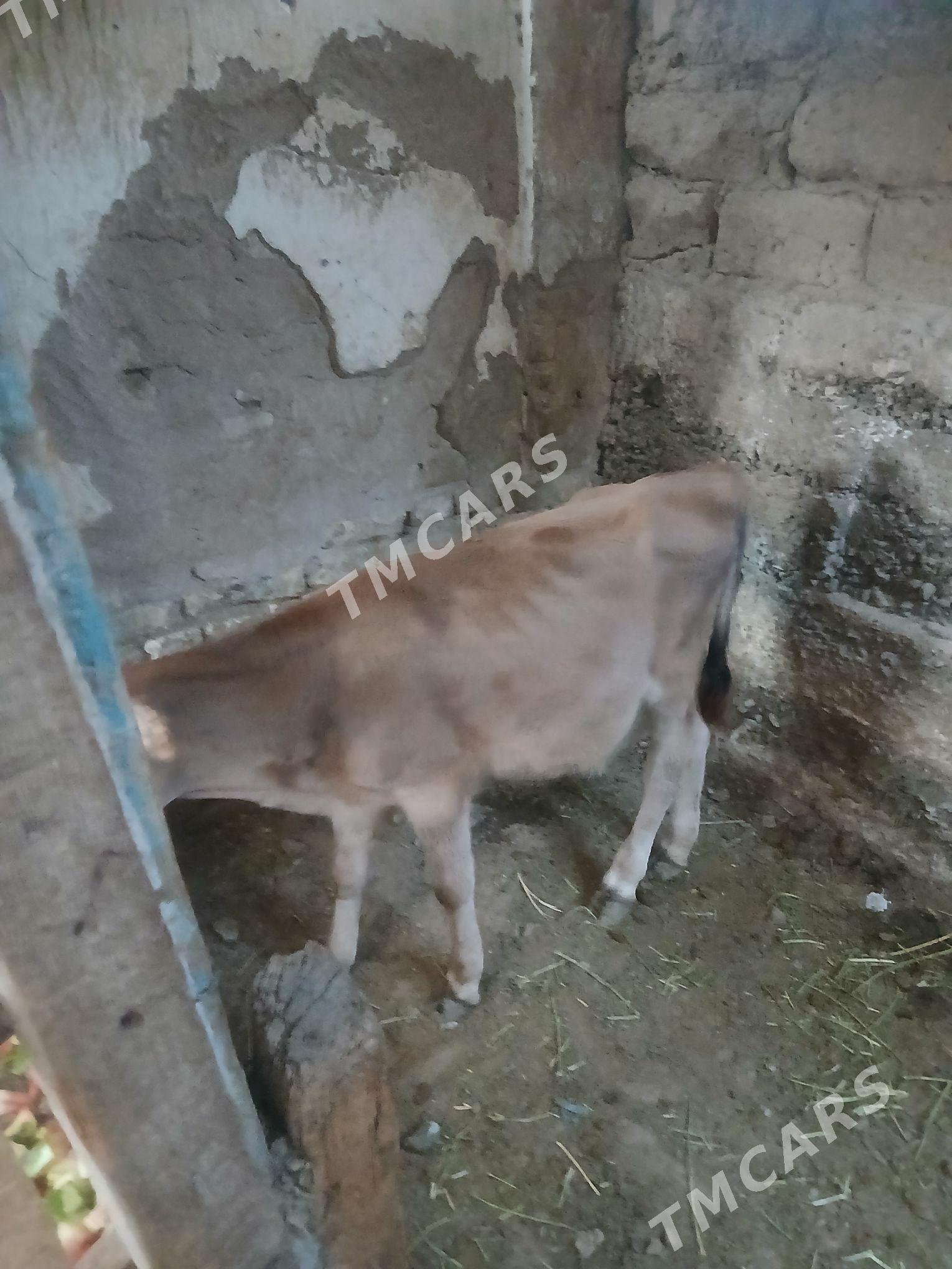 Tohum tuwe 4 aylyk - Köşi - img 3
