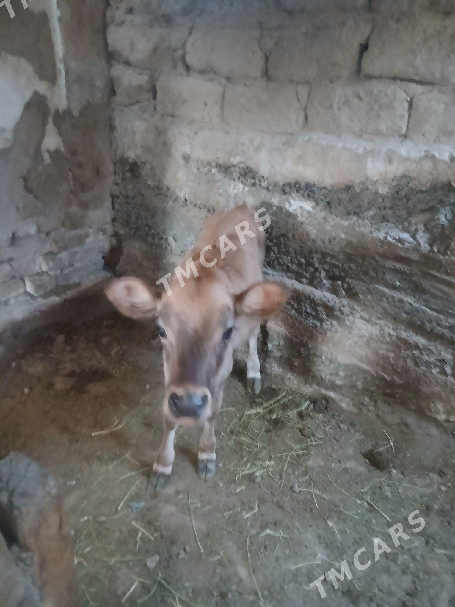 Tohum tuwe 4 aylyk - Köşi - img 2