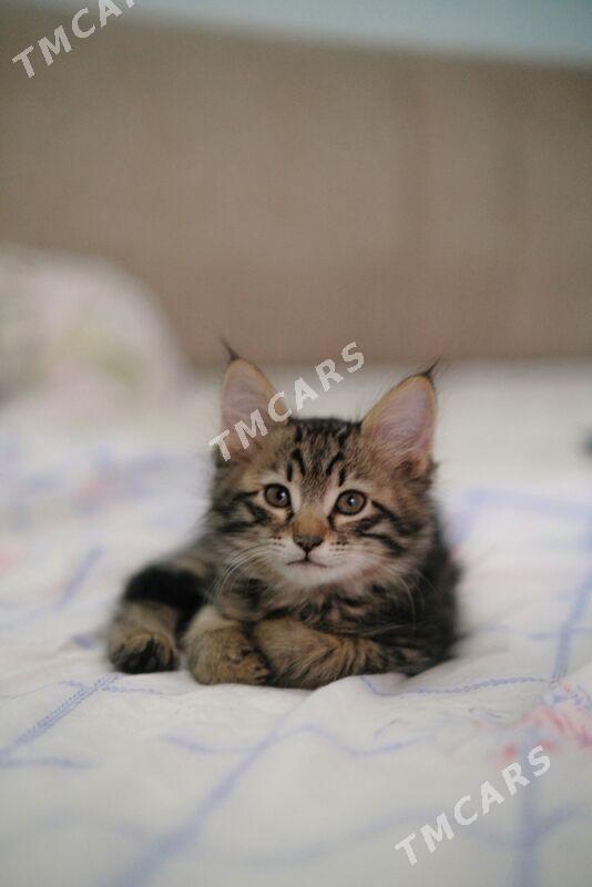 Котенок - Ашхабад - img 2