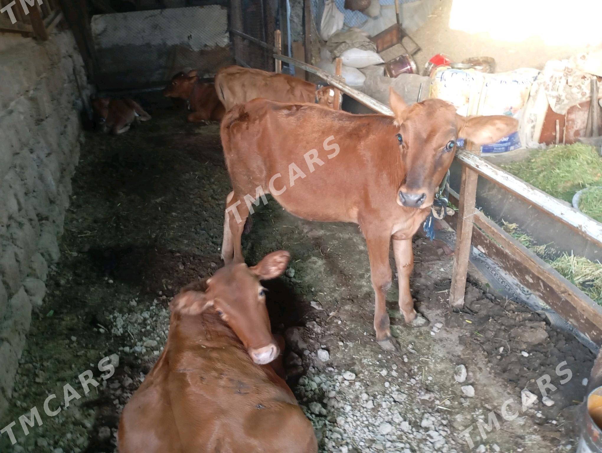göleli sygyr süýtli - Mary - img 2