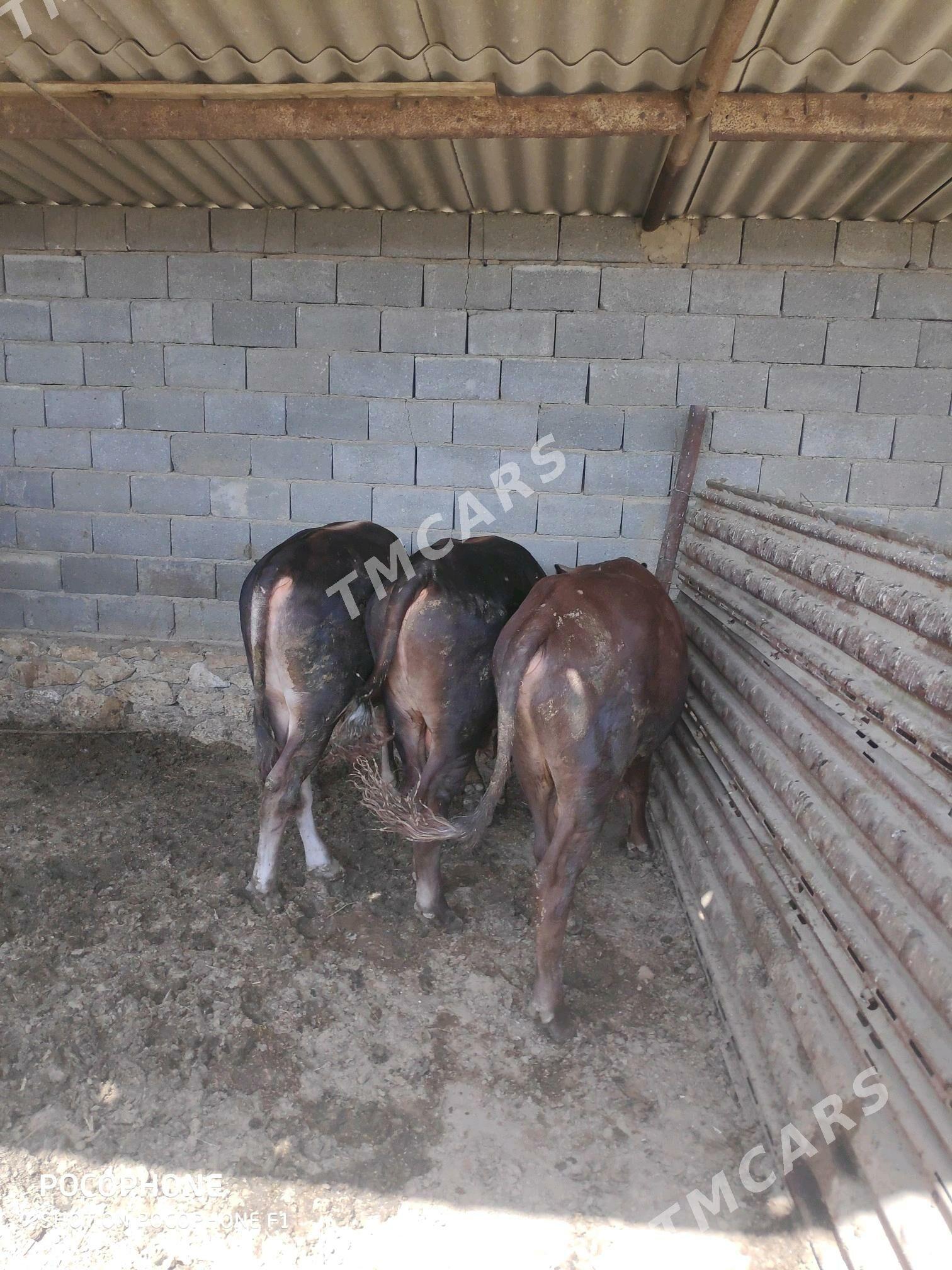 окуз - Этрек - img 2