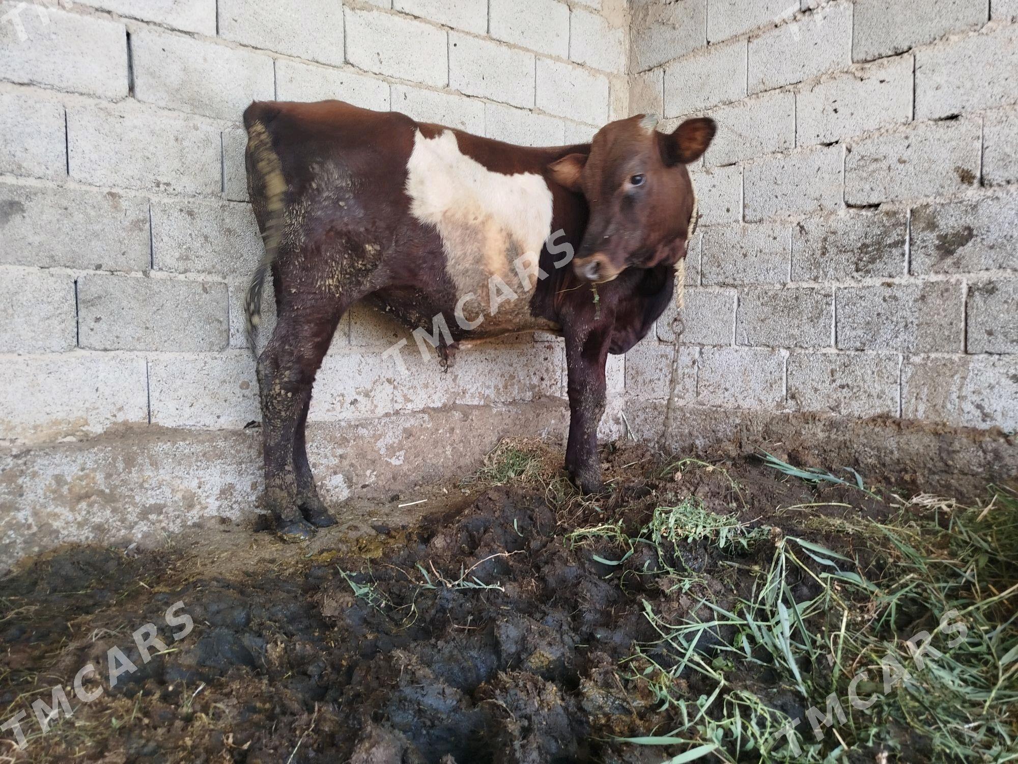 Öküz - Kaka - img 2