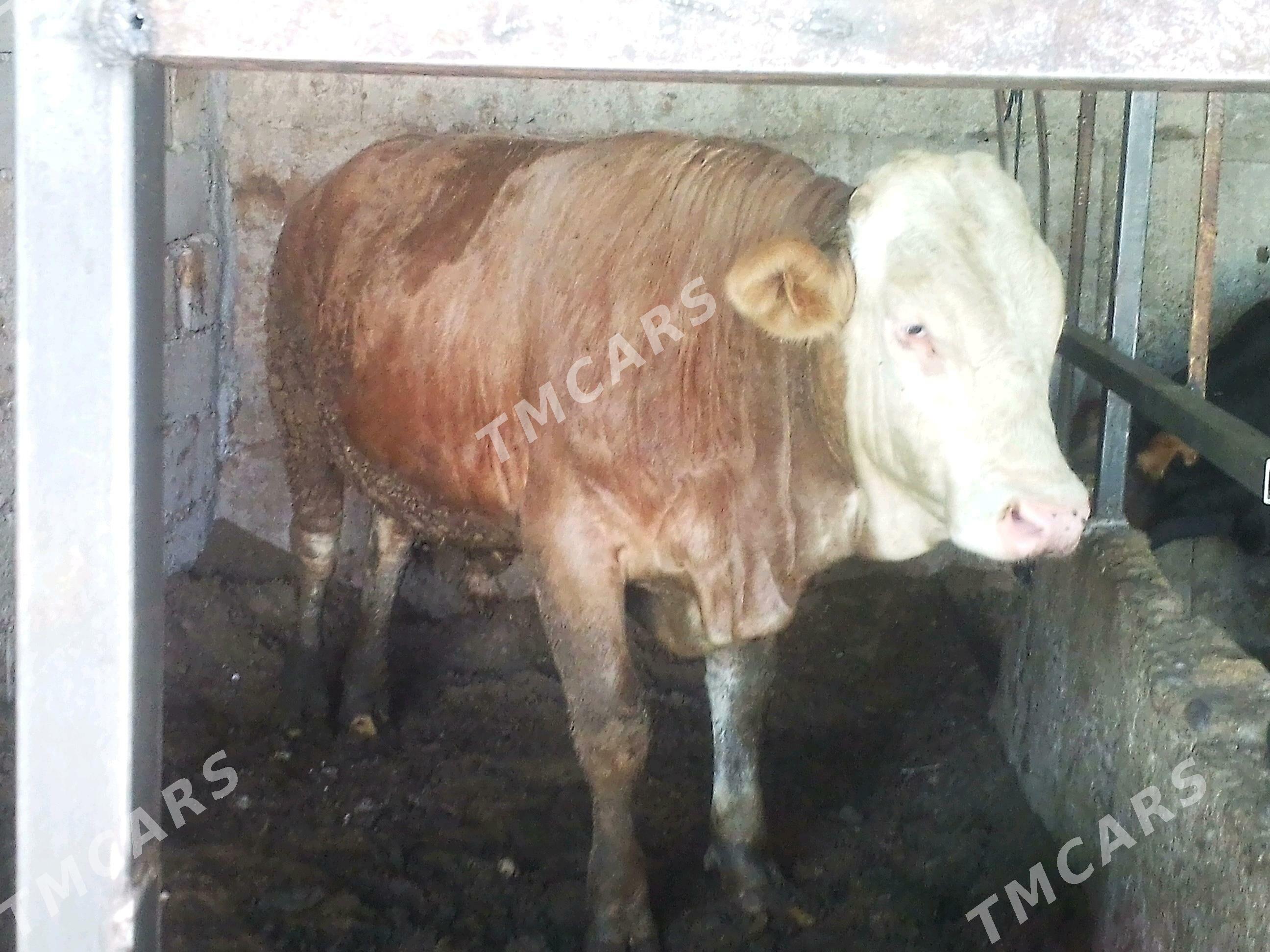 öküzler - Büzmeýin - img 2