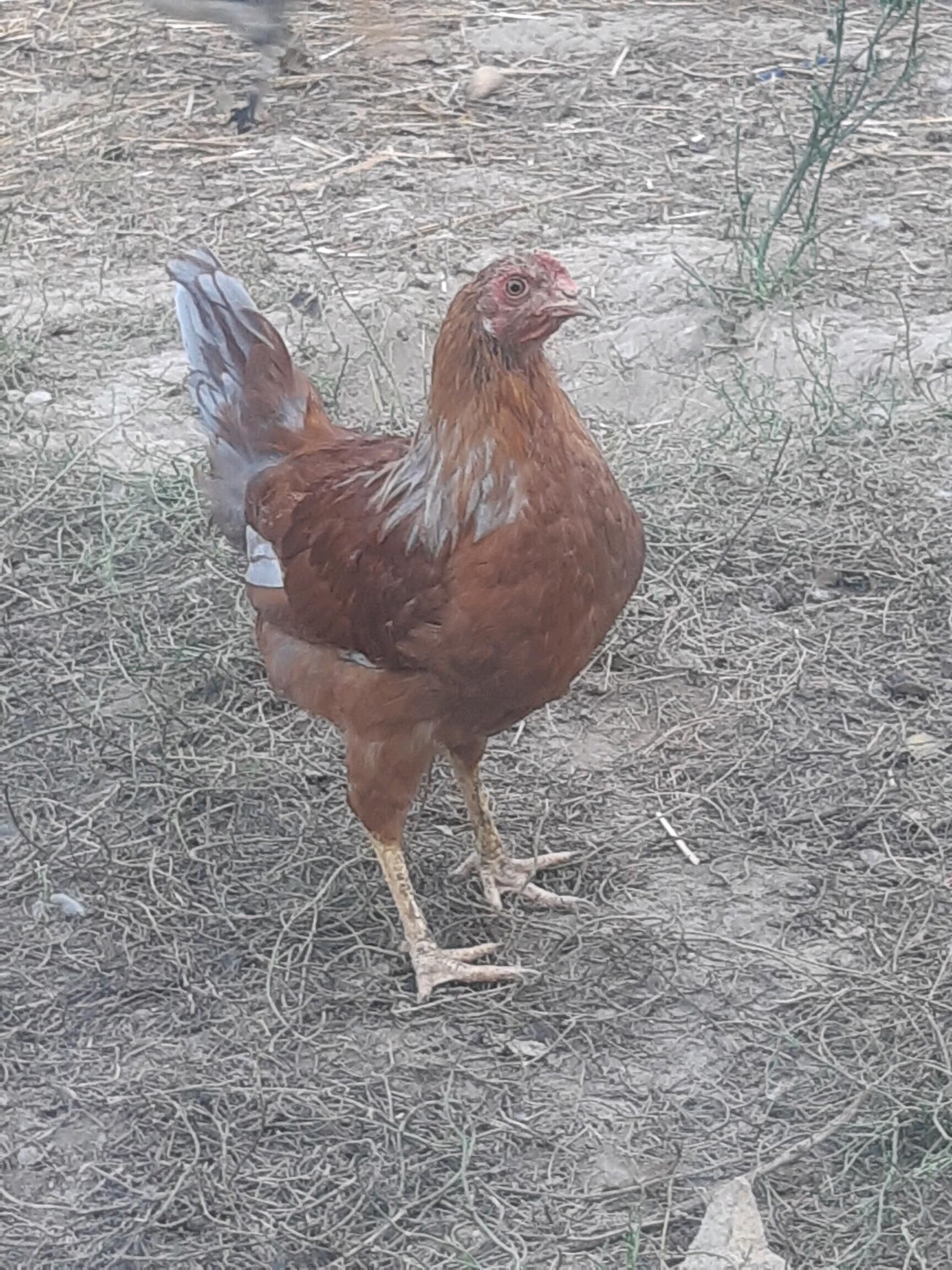 juje - Çoganly - img 3