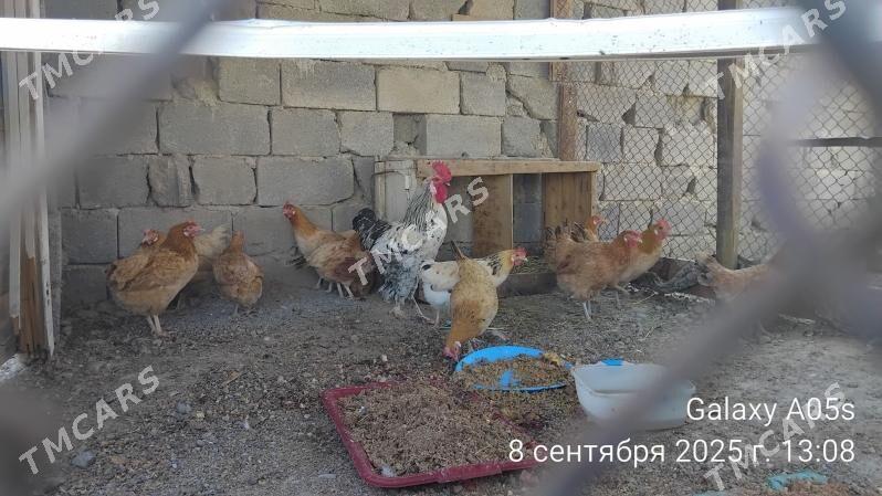 towuk guzlap duran - Büzmeýin - img 2