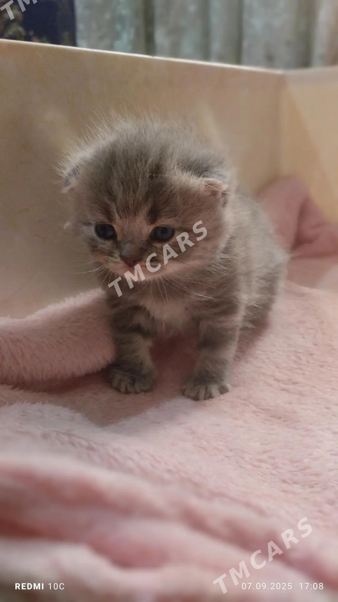 Котёнок - Mary - img 2