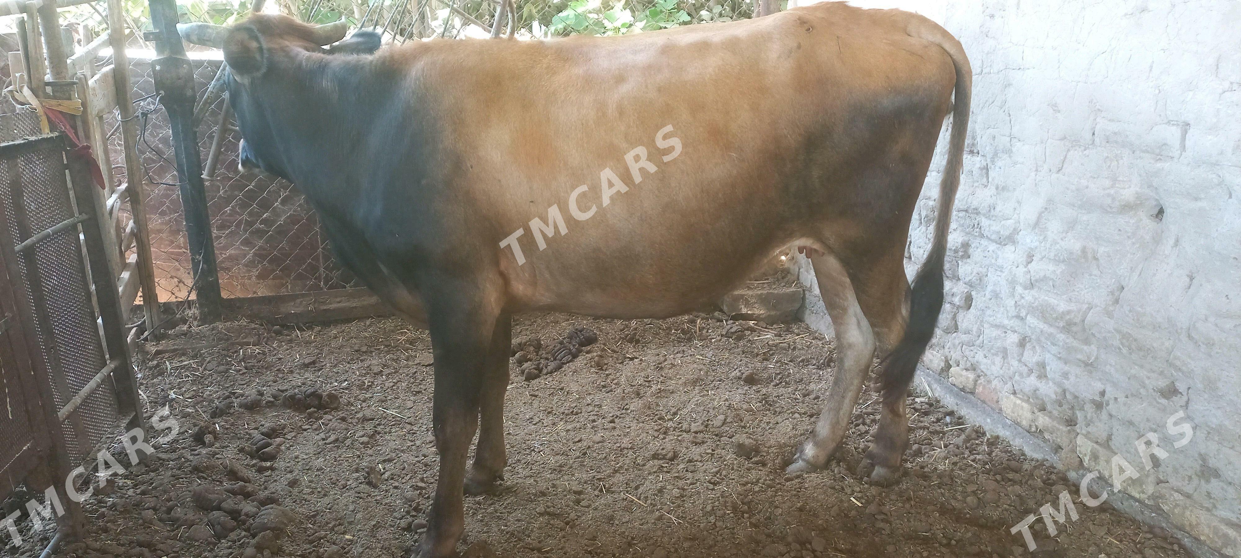 agyr siwes bogaz - Mary - img 3