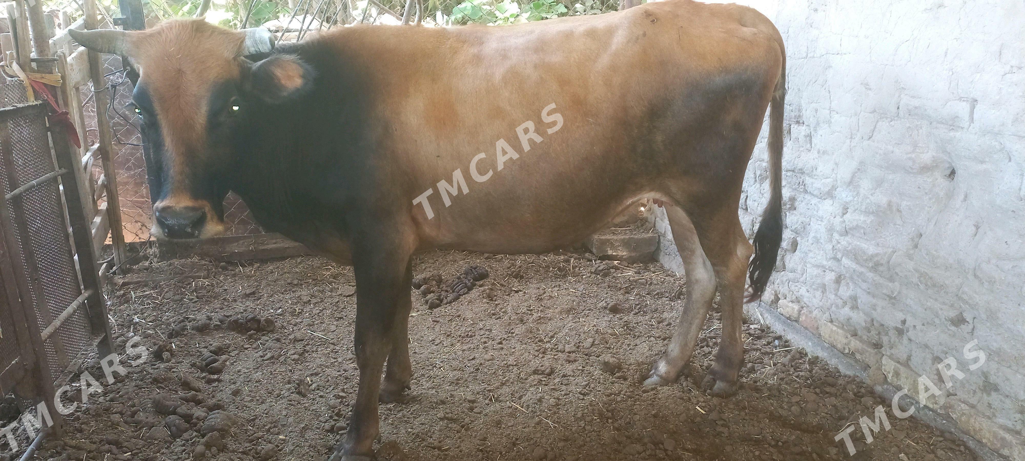 agyr siwes bogaz - Mary - img 2