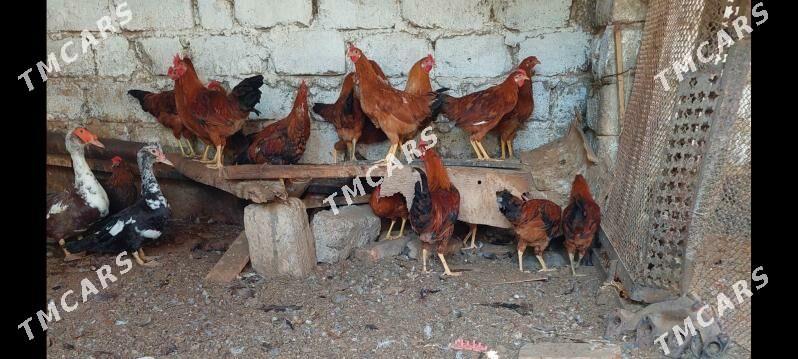horaz - Çoganly - img 3