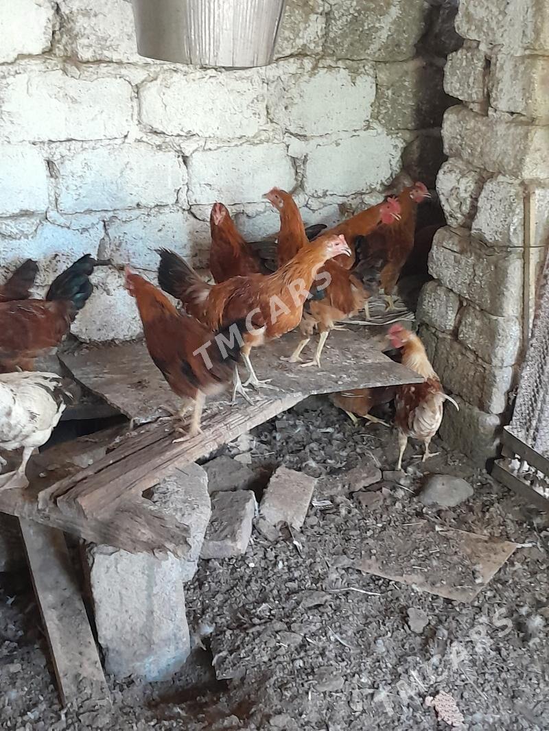 horaz - Çoganly - img 6