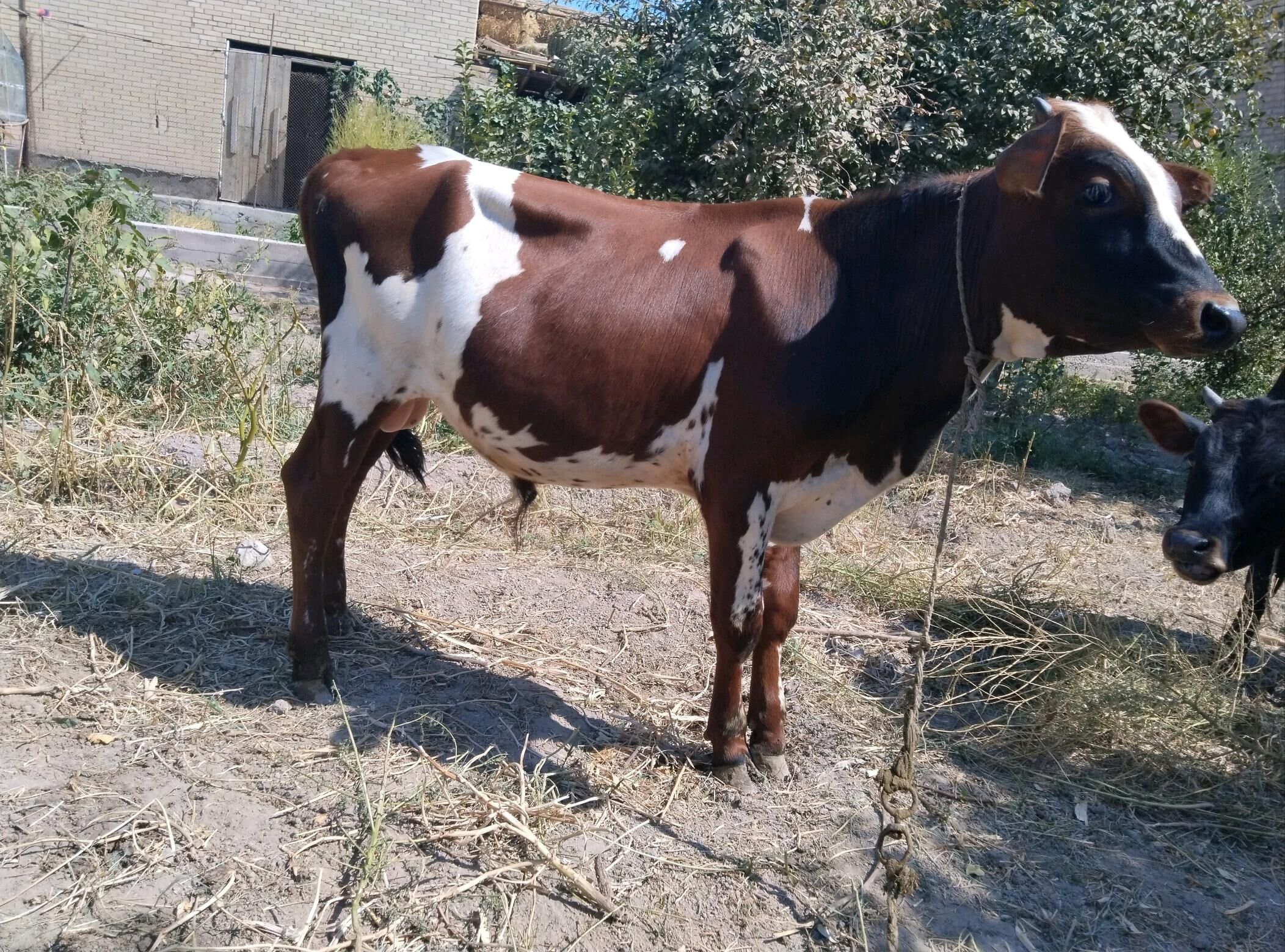 Öküzler - Çärjew - img 3