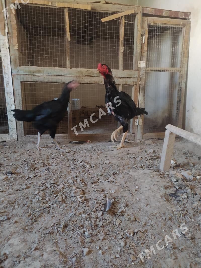 horaz towyk - Daşoguz - img 2