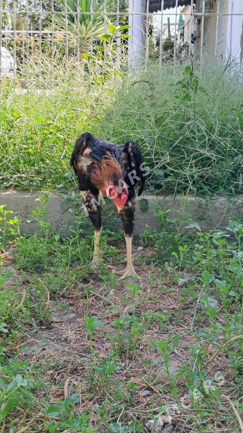 Ỳapon Shamo - Büzmeýin - img 2