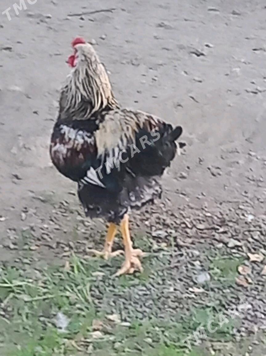 brama horaz - Gökdepe - img 2