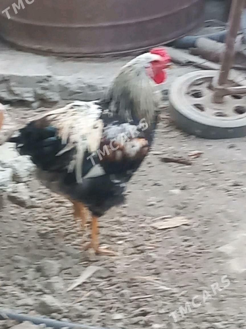 brama horaz - Gökdepe - img 3