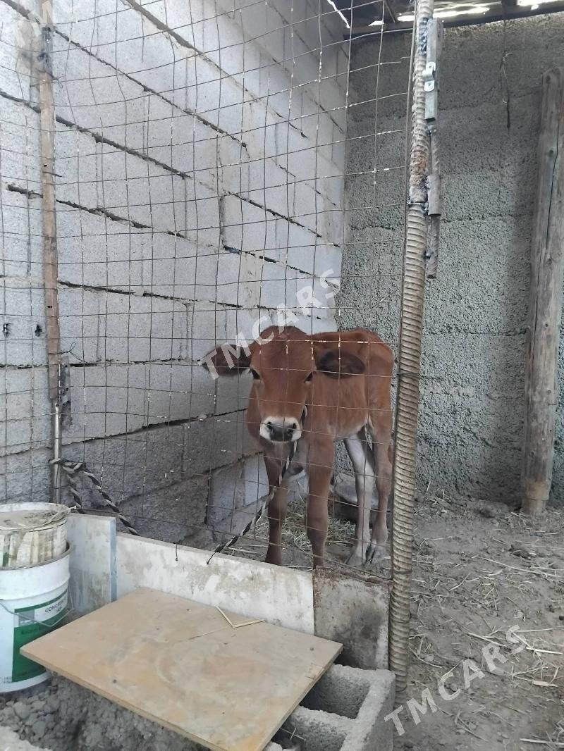 Göle tüwe - Aşgabat - img 3