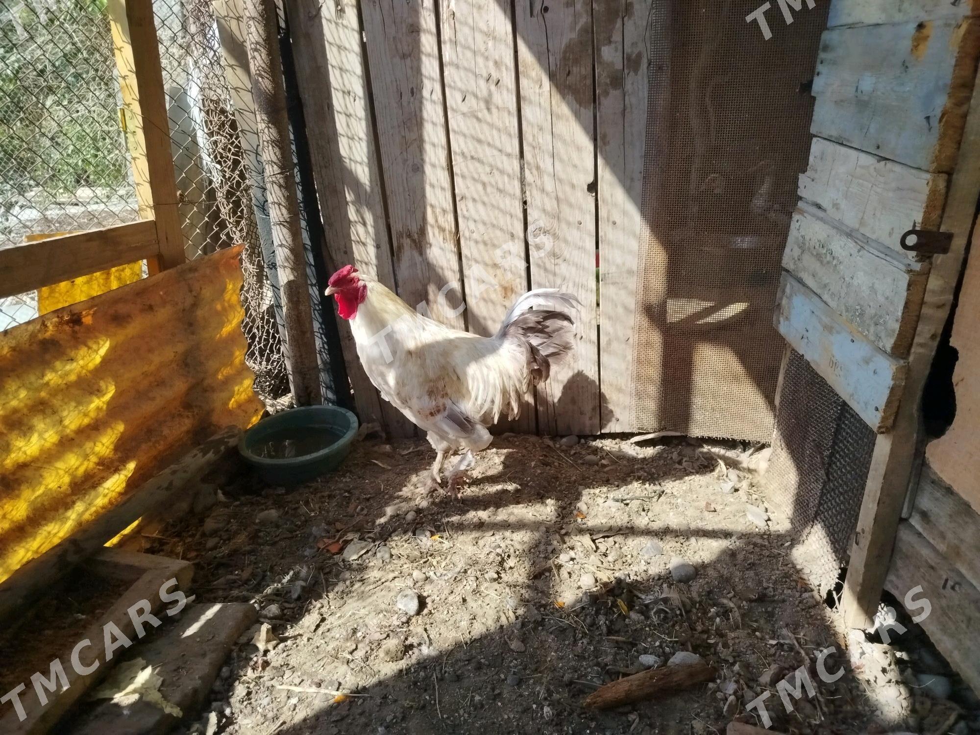 Horaz - Türkmenbaşy - img 2
