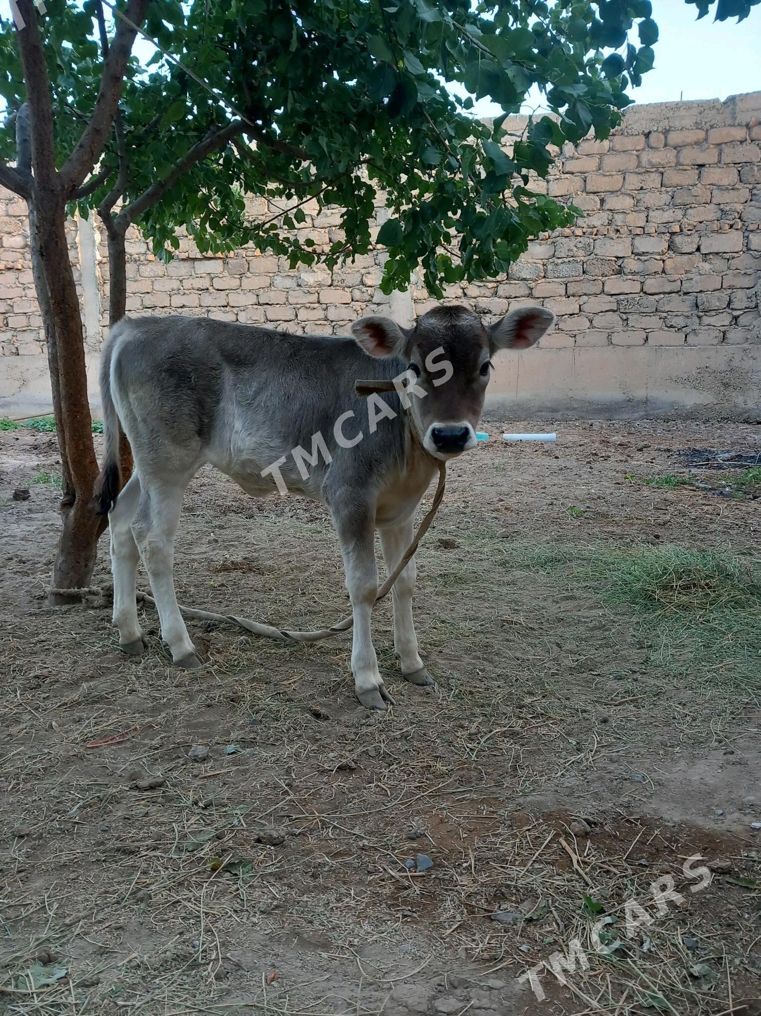 göleli şwes sigir. - Garadamak - img 2